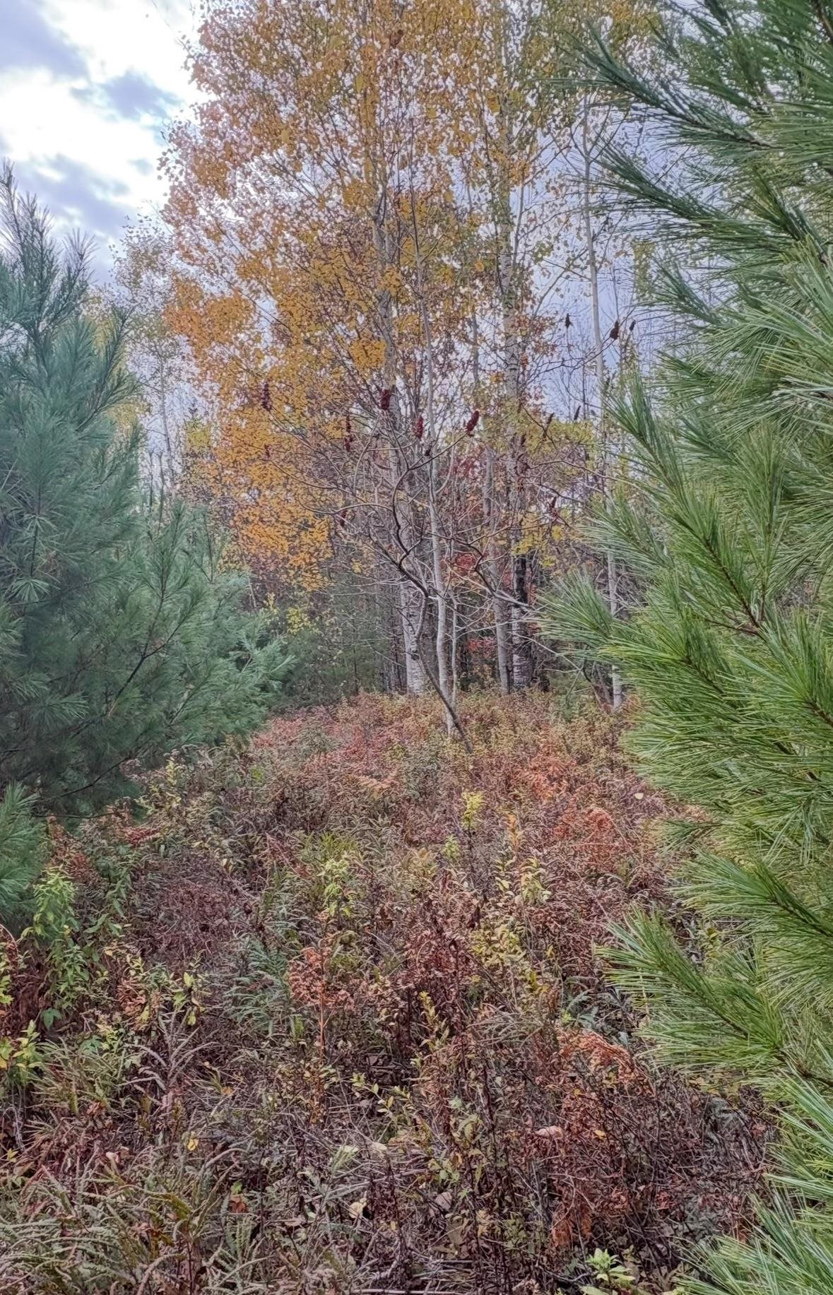 Lot 4 Catterall Rd, Lisbon, NH 03585