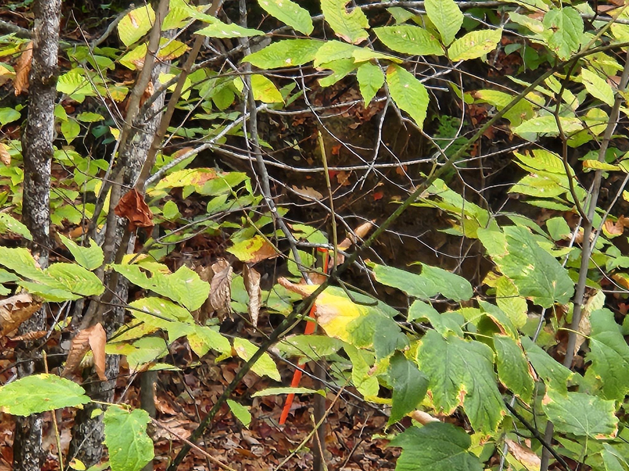 Bagley Hill Rd, Warner, NH 03278