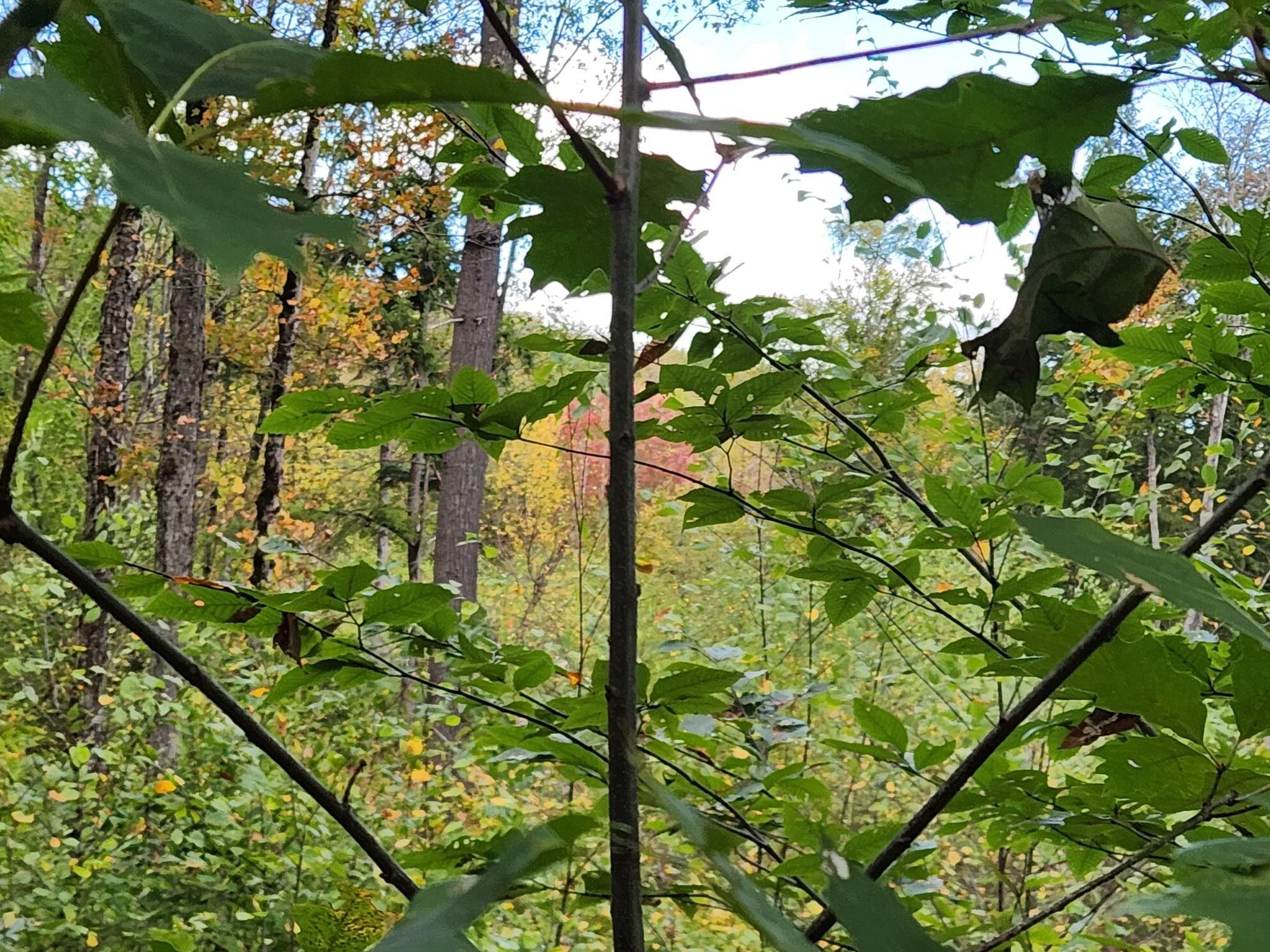 Bagley Hill Rd, Warner, NH 03278