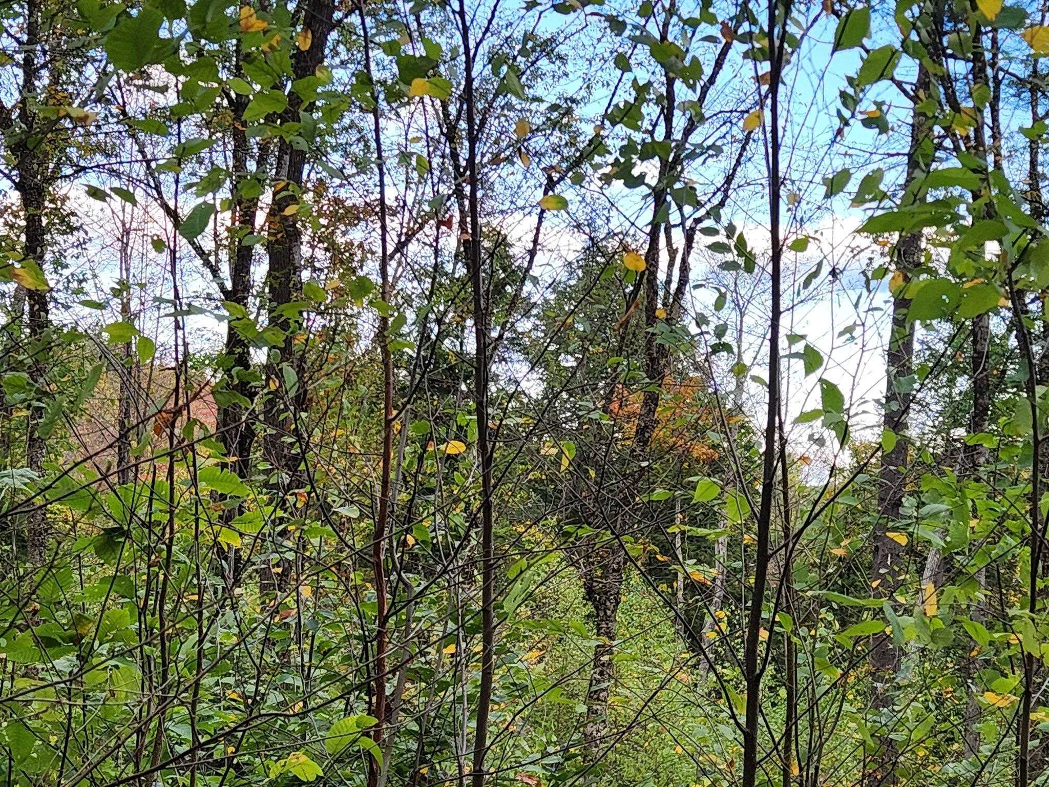 0 Bagley Hill Rd, Warner, NH 03278