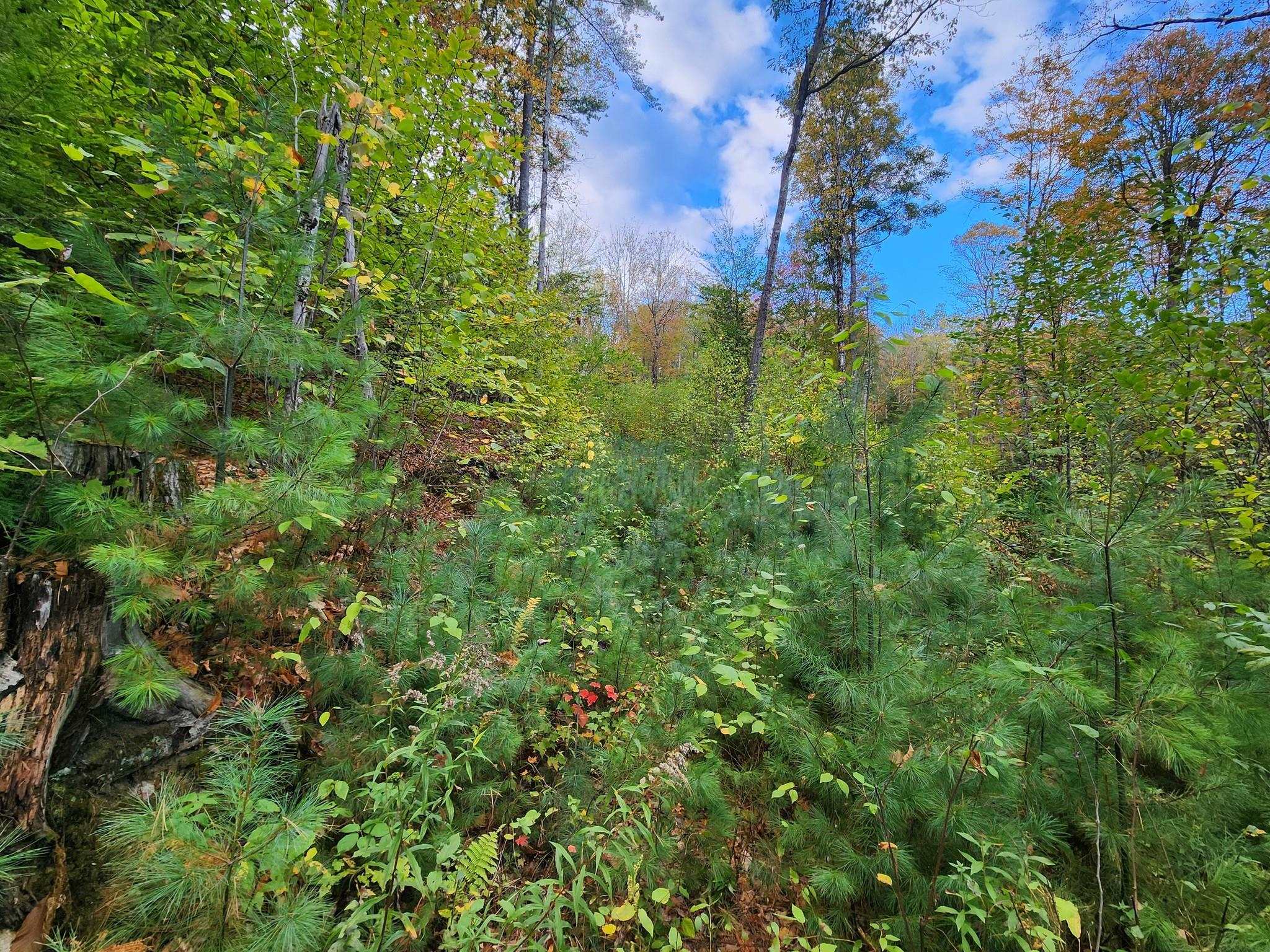 0 Bagley Hill Rd, Warner, NH 03278