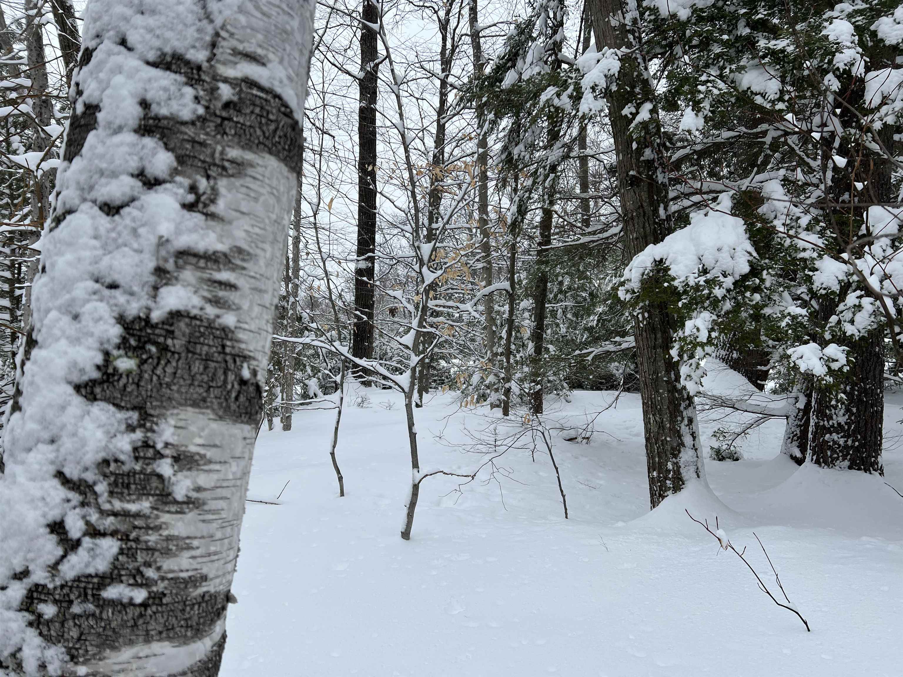 0 Oak Ridge Rd, Plymouth, NH 03264