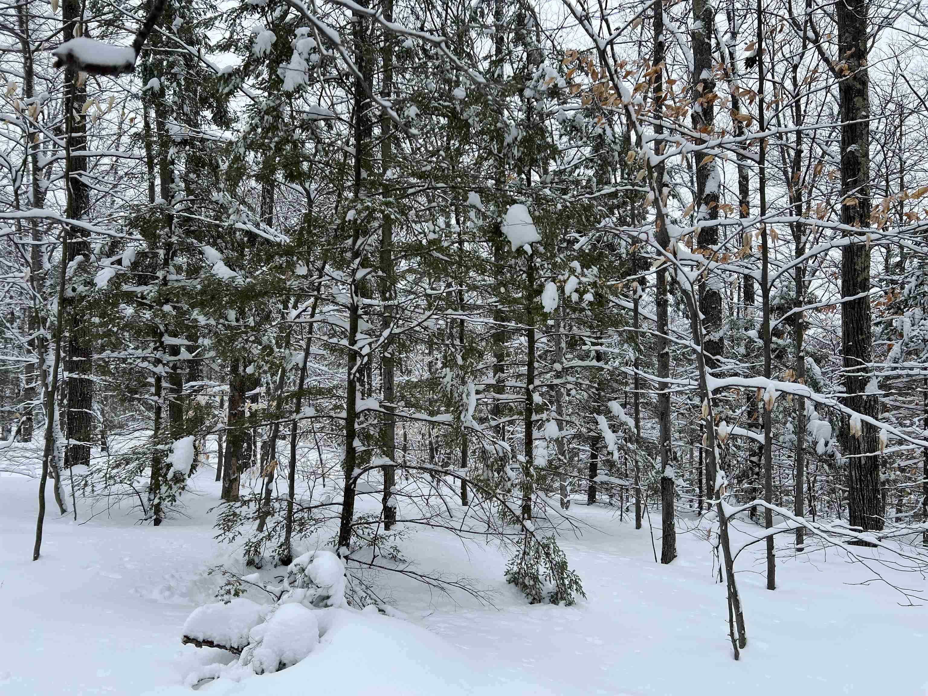 0 Oak Ridge Rd, Plymouth, NH 03264