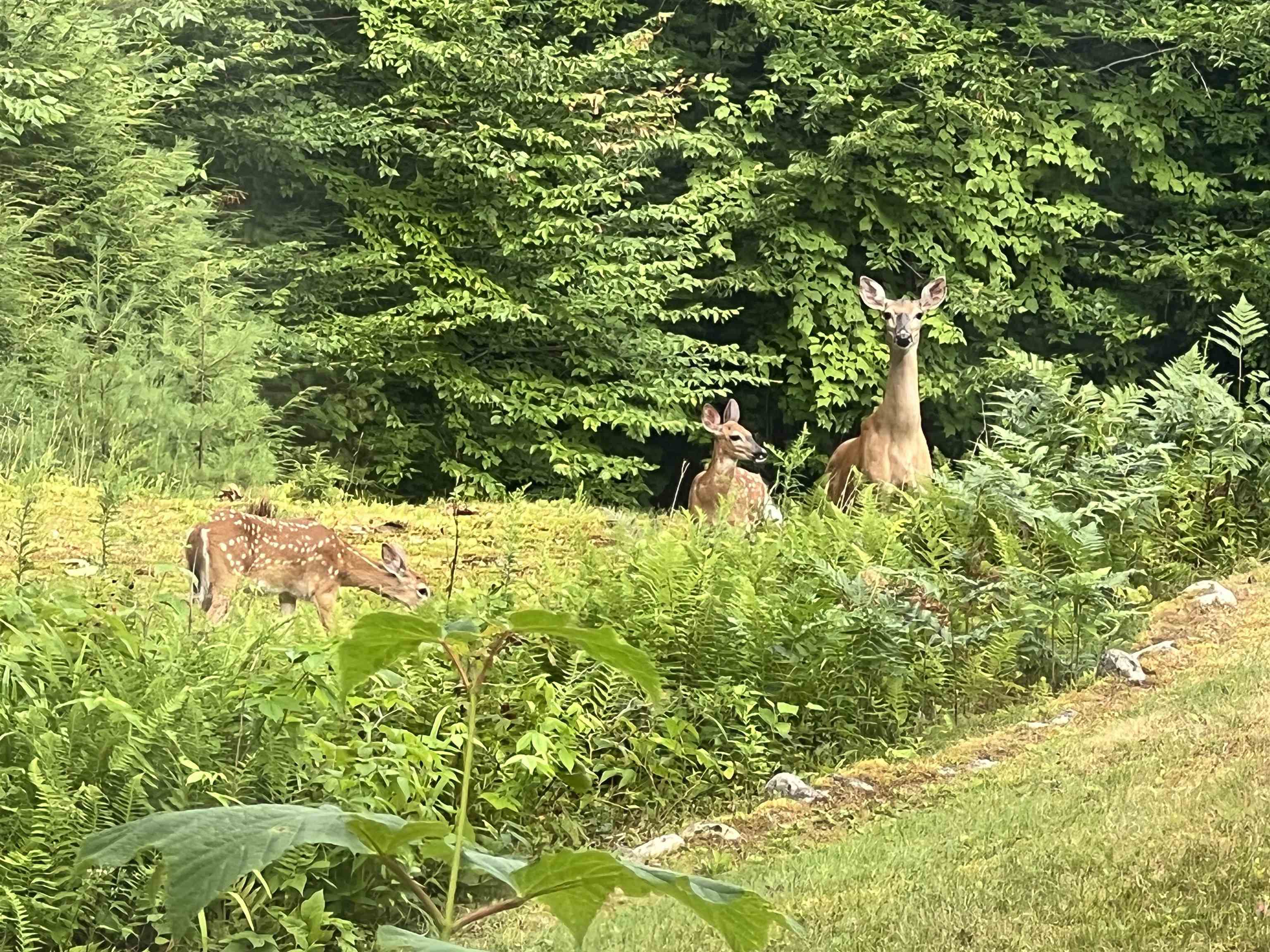 0 Oak Ridge Rd, Plymouth, NH 03264