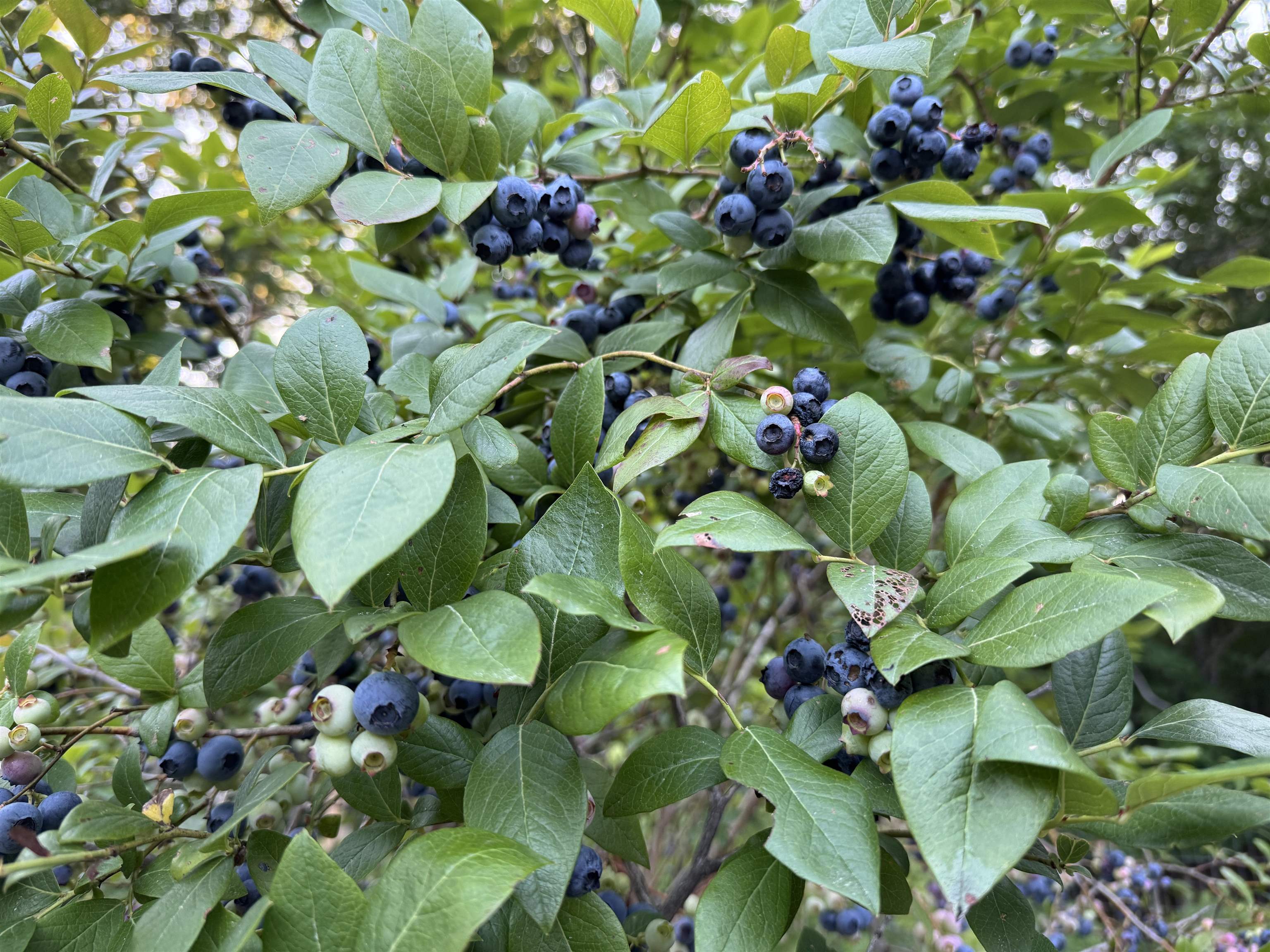 MLS #5069335 image #23