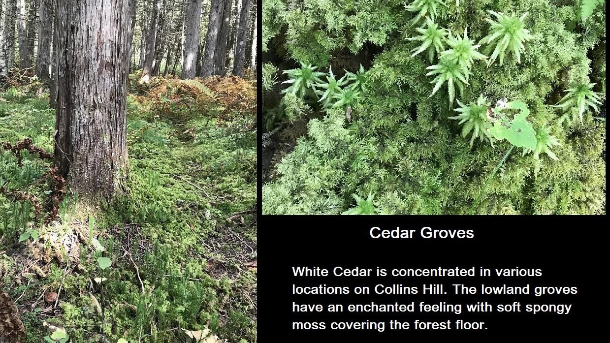 92 Bishop Brook Rd, Stewartstown, NH 03576