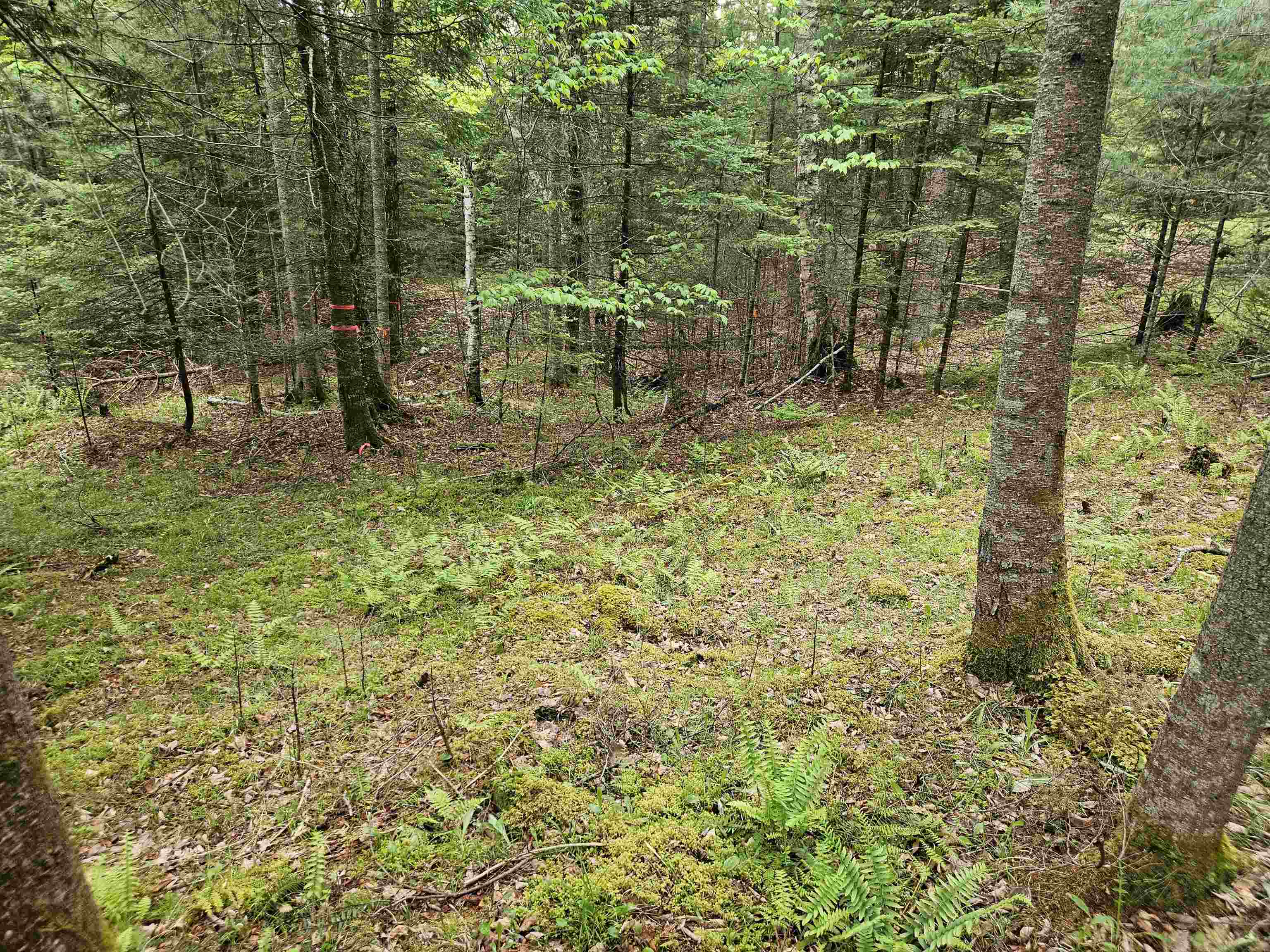 35 Langway Rd, Lyman, NH 03585