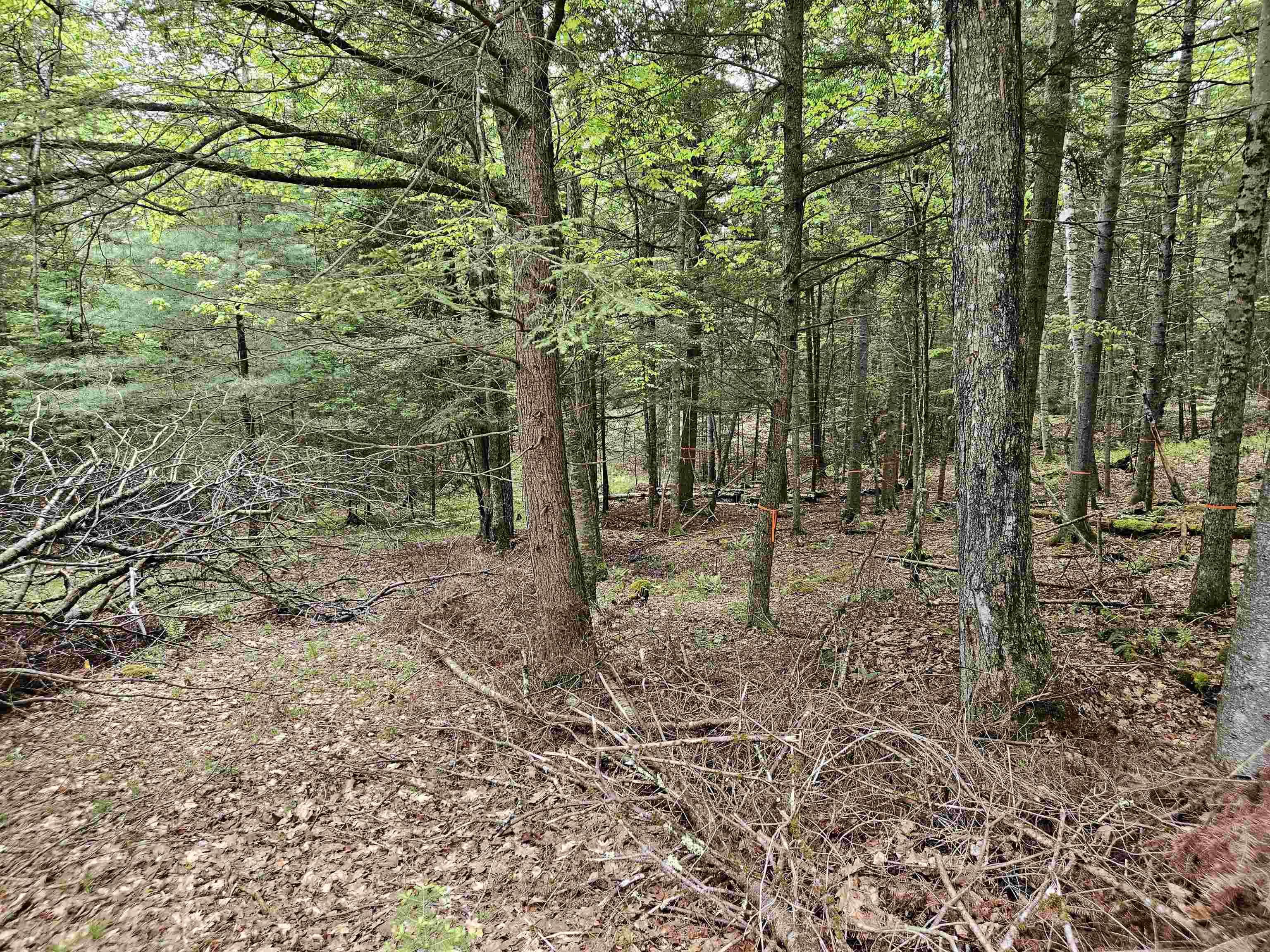 35 Langway Rd, Lyman, NH 03585
