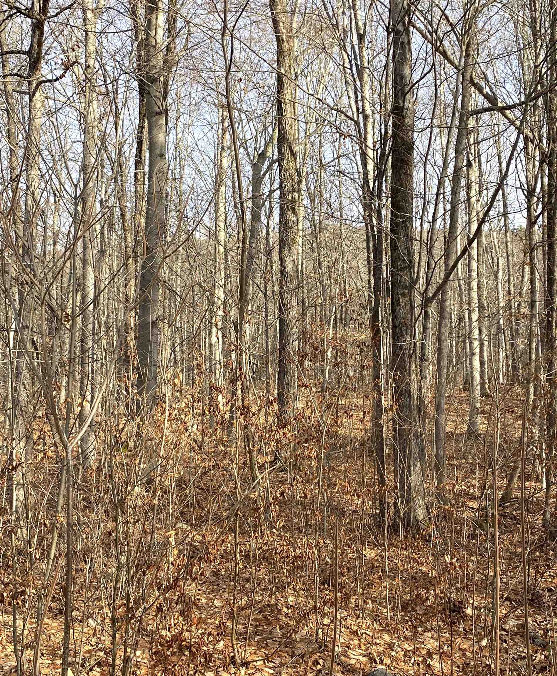 Potential For Mtn View With Clearing