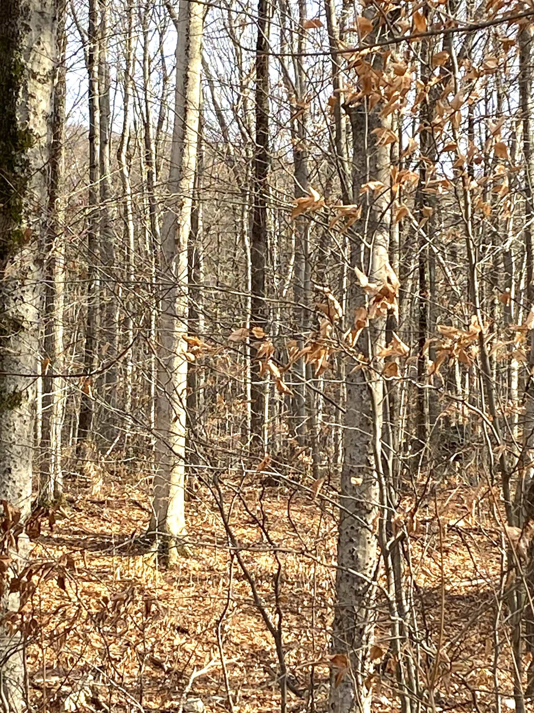 Lightly Wooded 3.54 Acres