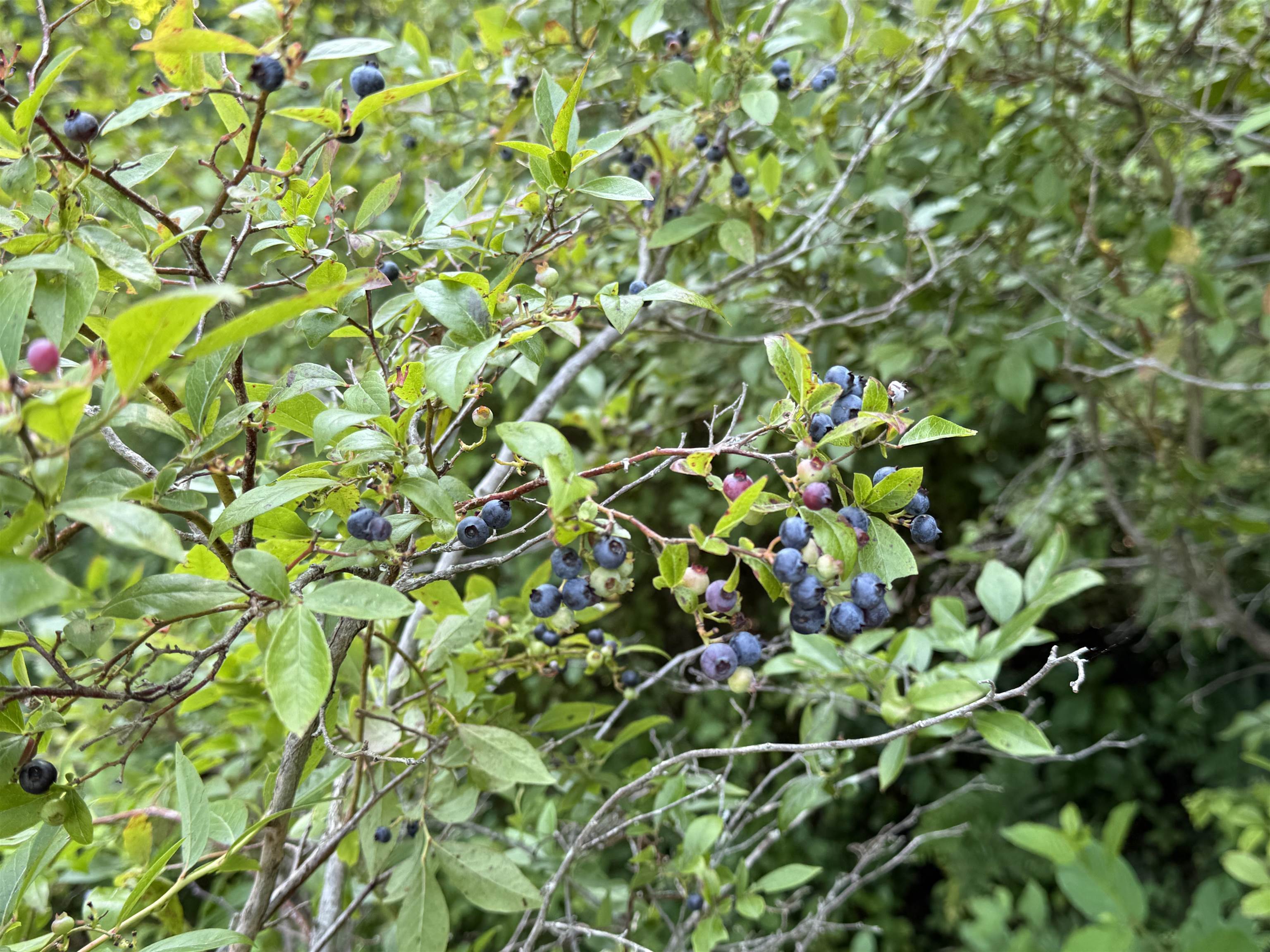 10-2 Ingalls Rd, Jaffrey, NH 03452