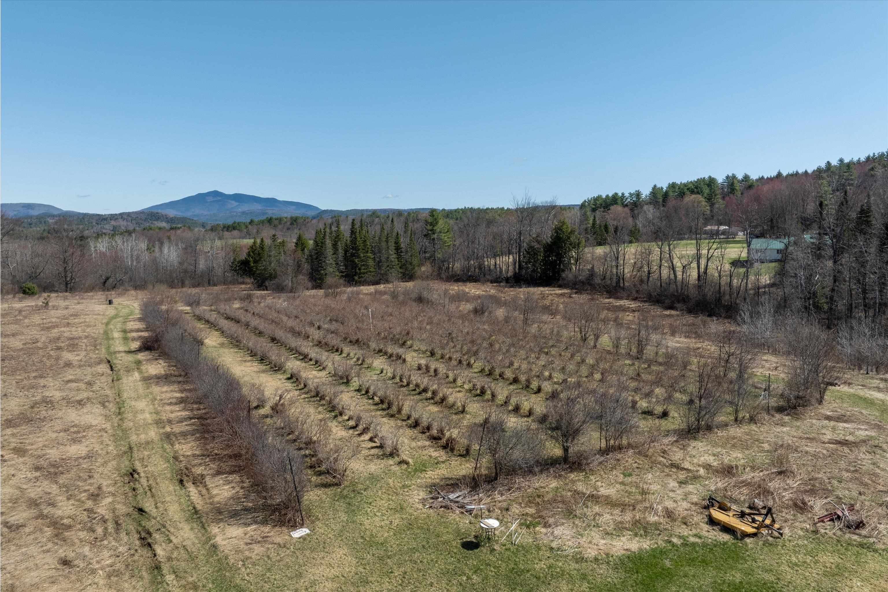 1 Acre PYO Blueberries! 24567696