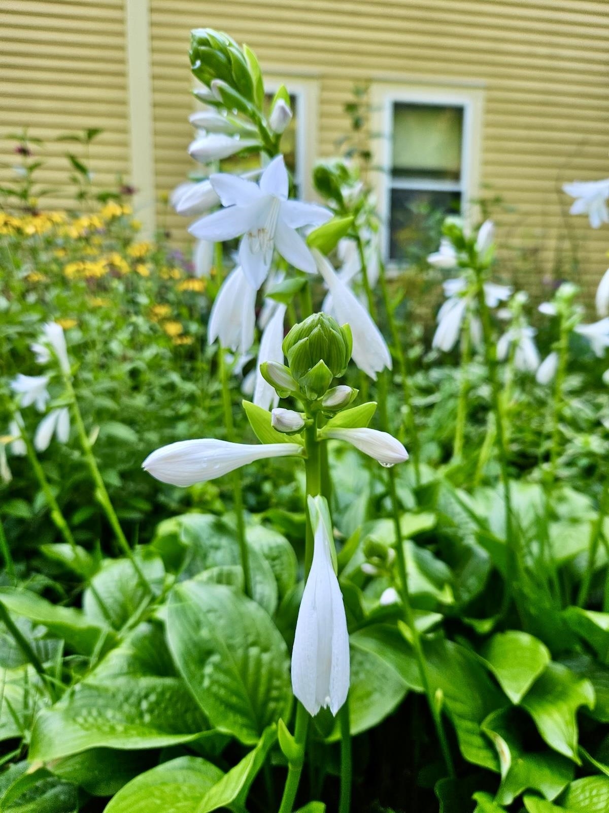 24 Willaby Colby Ln, Warner, NH 03278