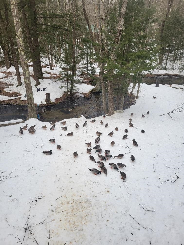 1974 New Hampshire Route 16, Albany, NH 03818