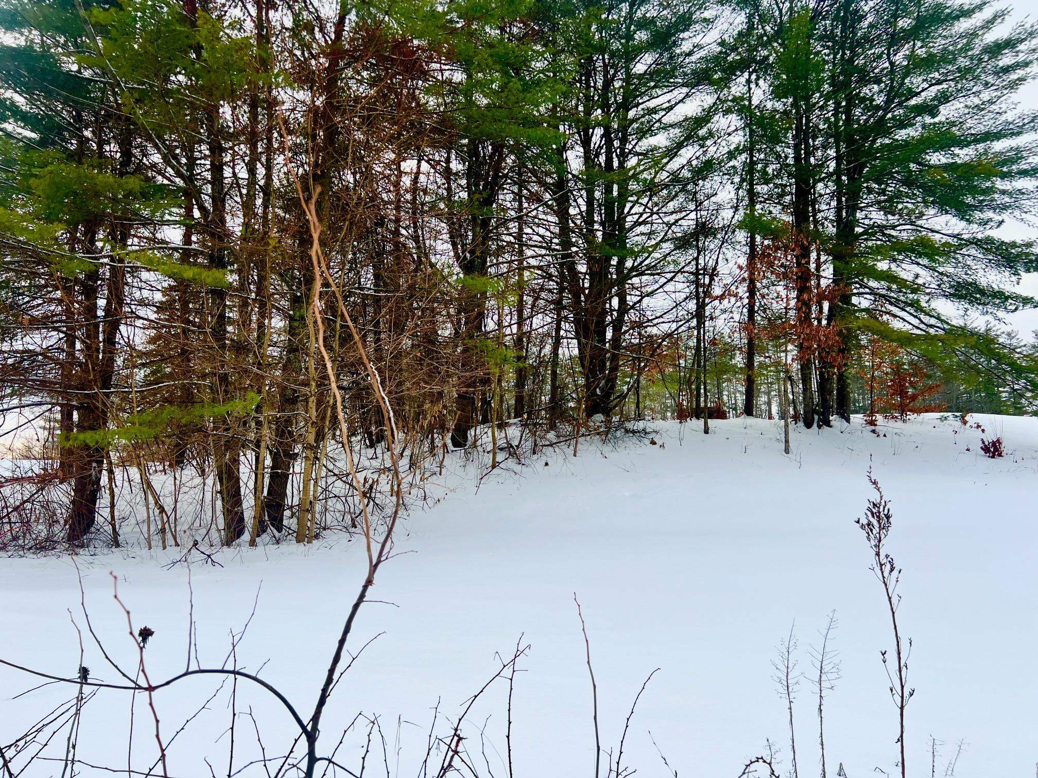 Tree Line Runs Along Boundary Lines