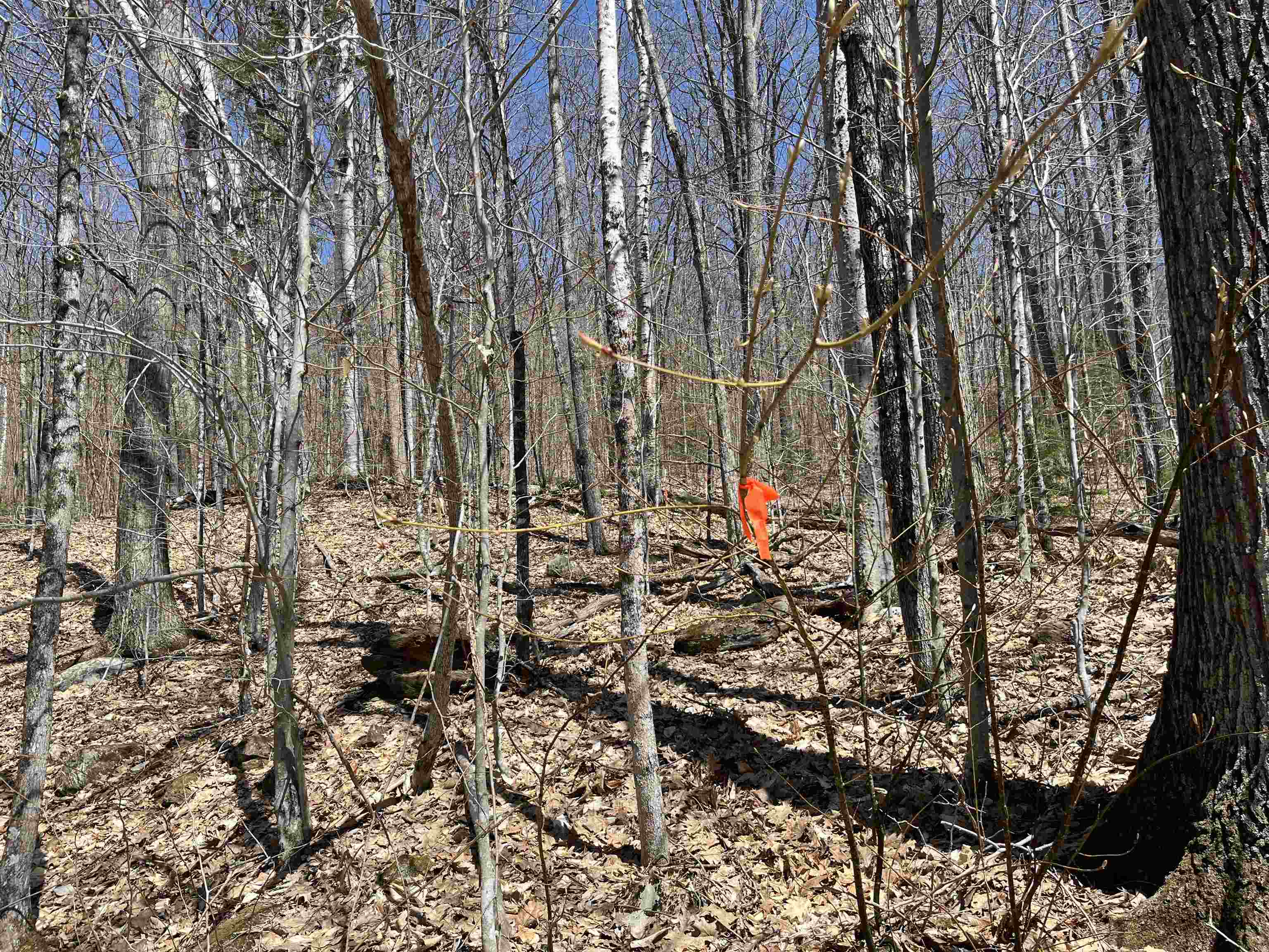 H16 Tobey Rd, Campton, NH 03223