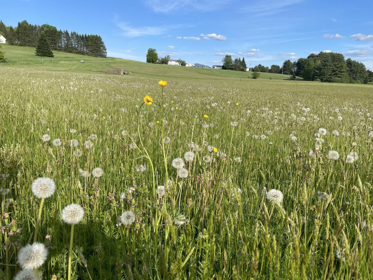 East Montpelier VT&nbsp;Land for sale $95,000 | 3.17 Acres  | Price Per Acre $0 