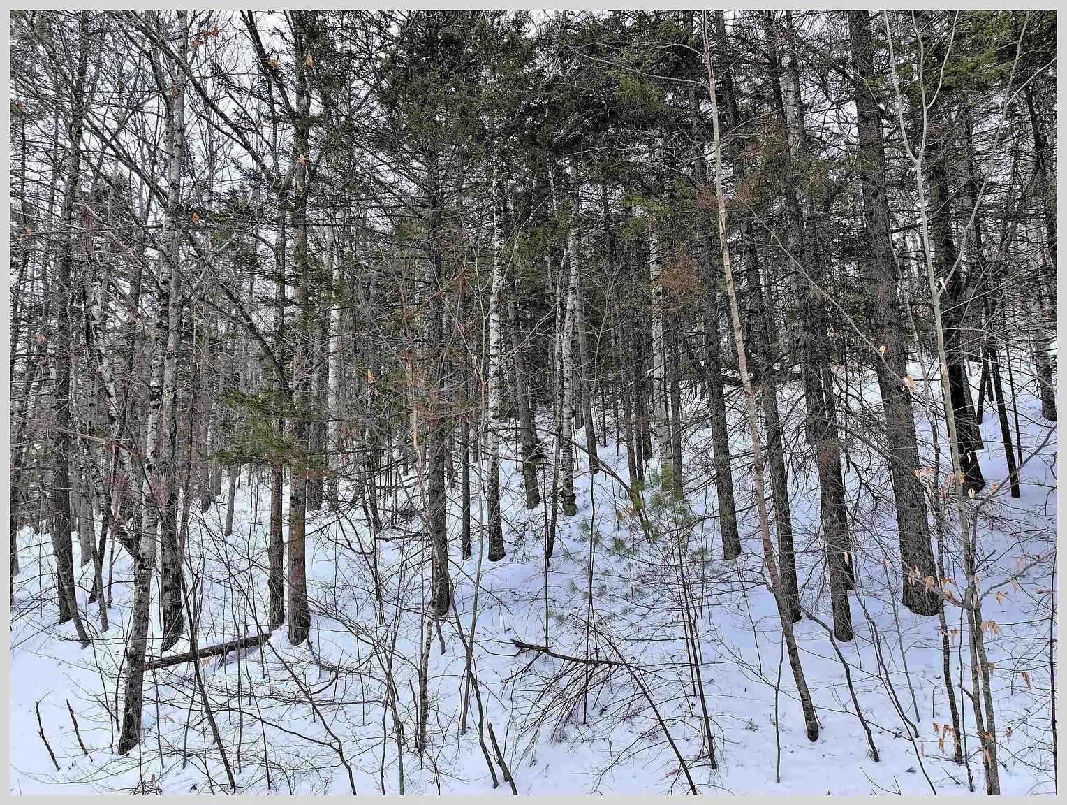 10 Issax Fox Rd, Campton, NH 03223