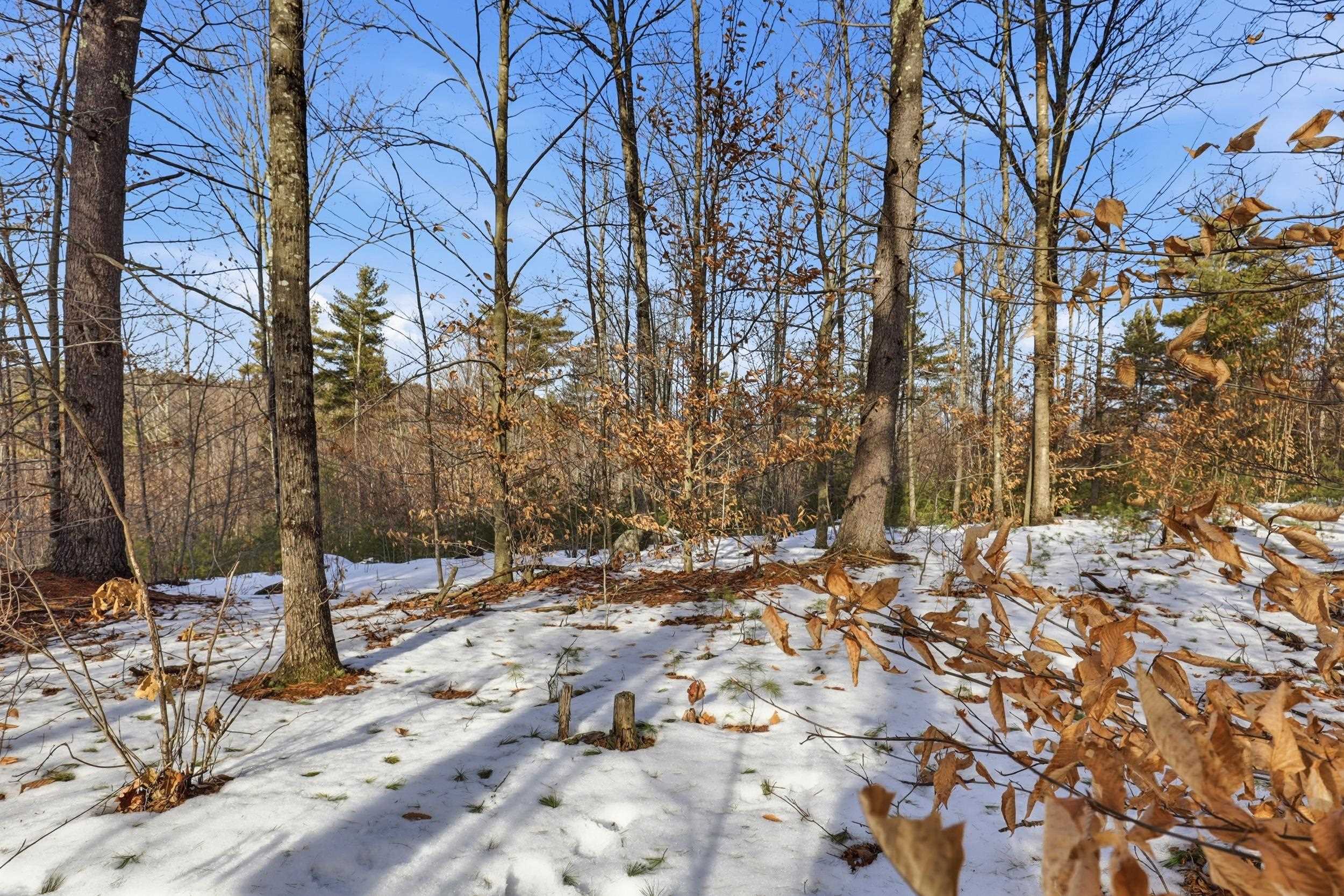 Part of the lot was called "Blueberry Pasture" decades ago