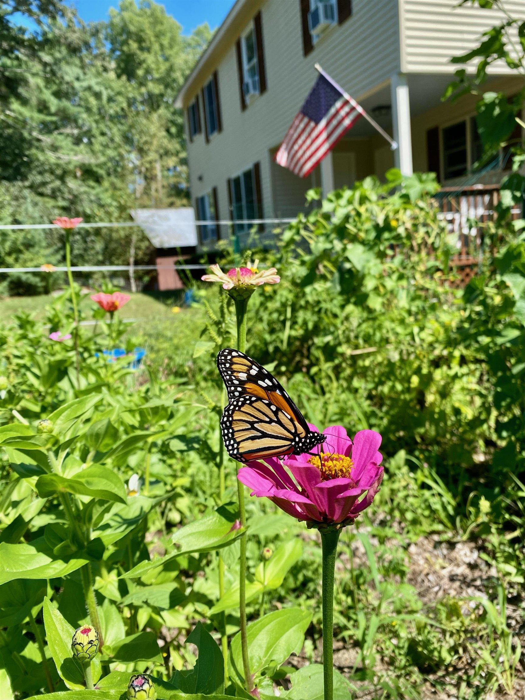 44 Buttercup Ln, Antrim, NH 03440