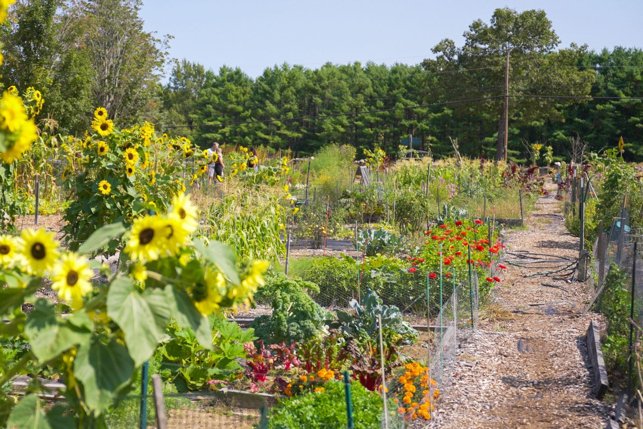 3 Brewster Rd, Tuftonboro, NH 03816