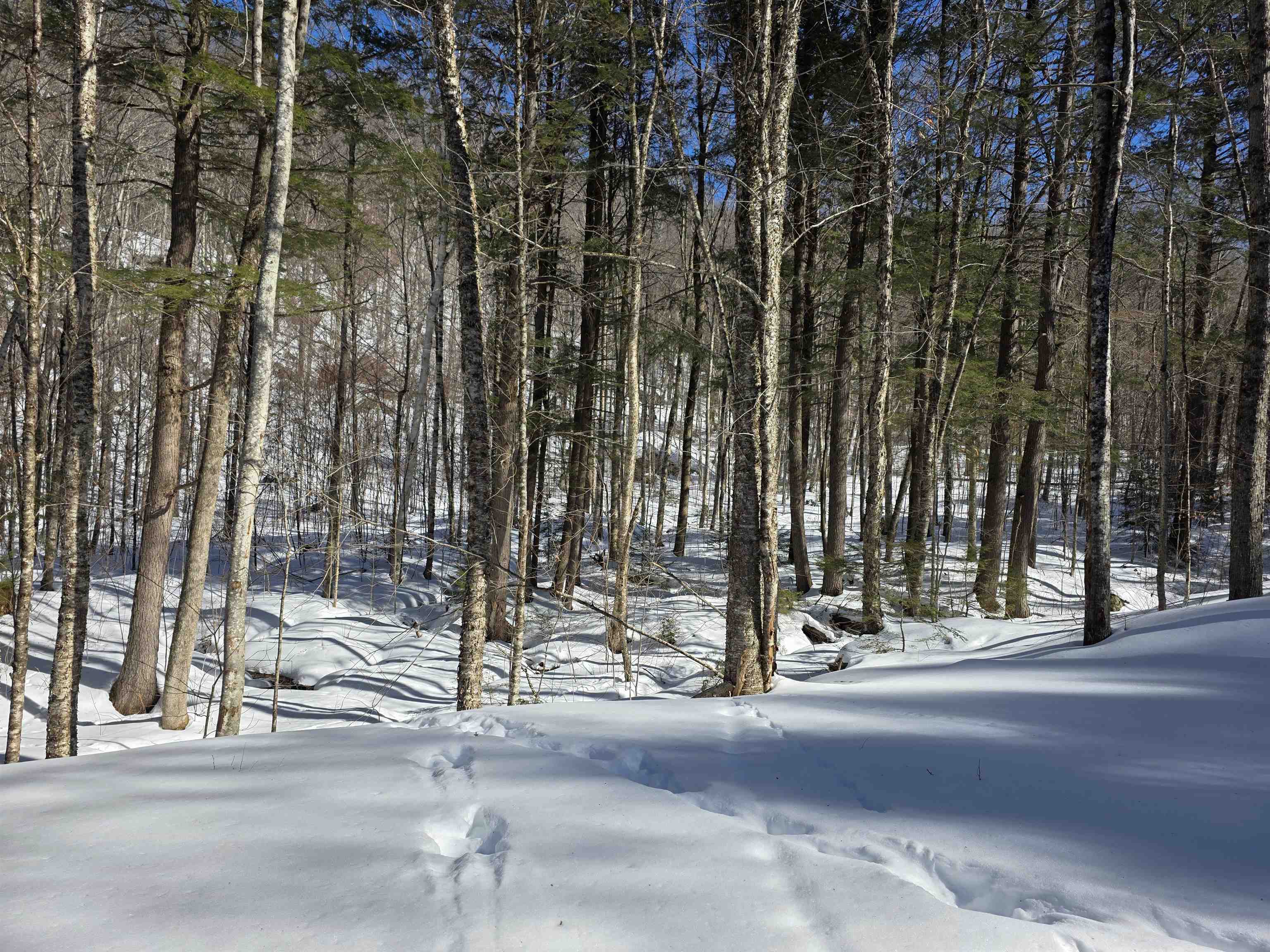 Deer Tracks Abound