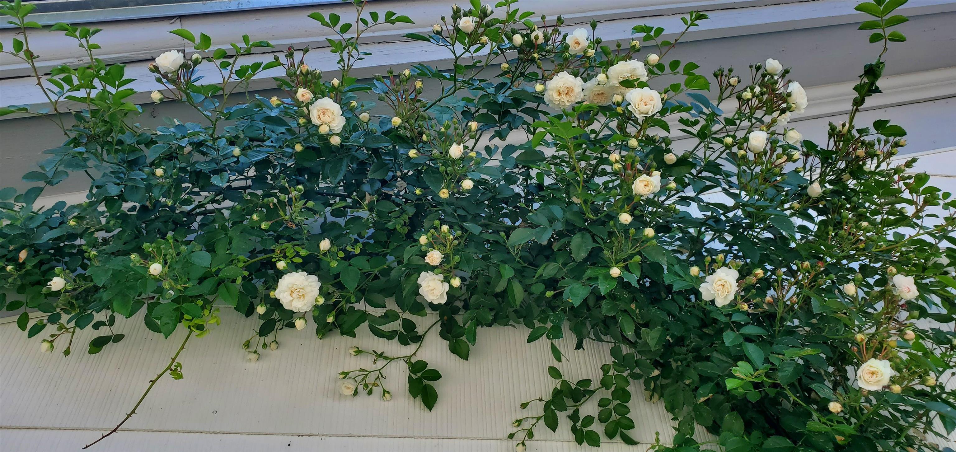 2 Hutchinson St, Franklin, NH 03235