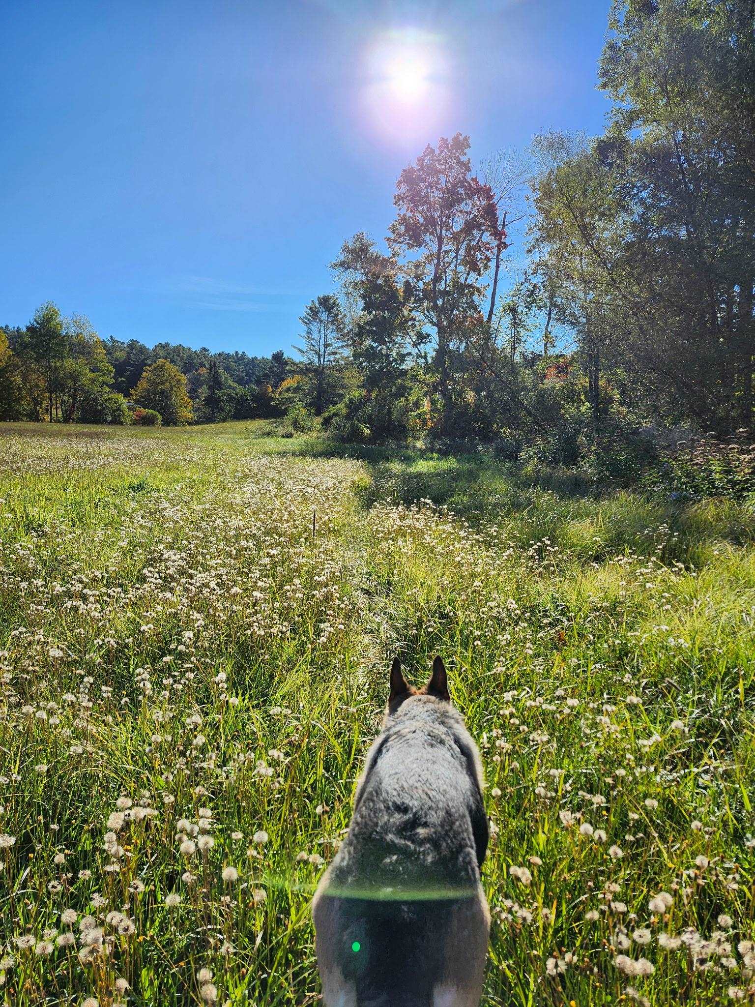 Mill Brook Rd, Landaff, NH 03585