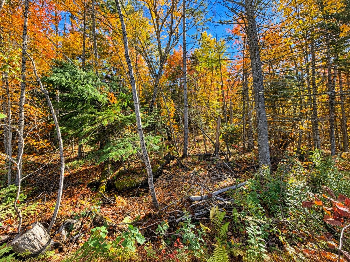 Photo 2 of Land for sale at 00 Mountain Rd, East Burke, VT 05832 | MLS# 5078115 | Listing updated on 2026-10-05