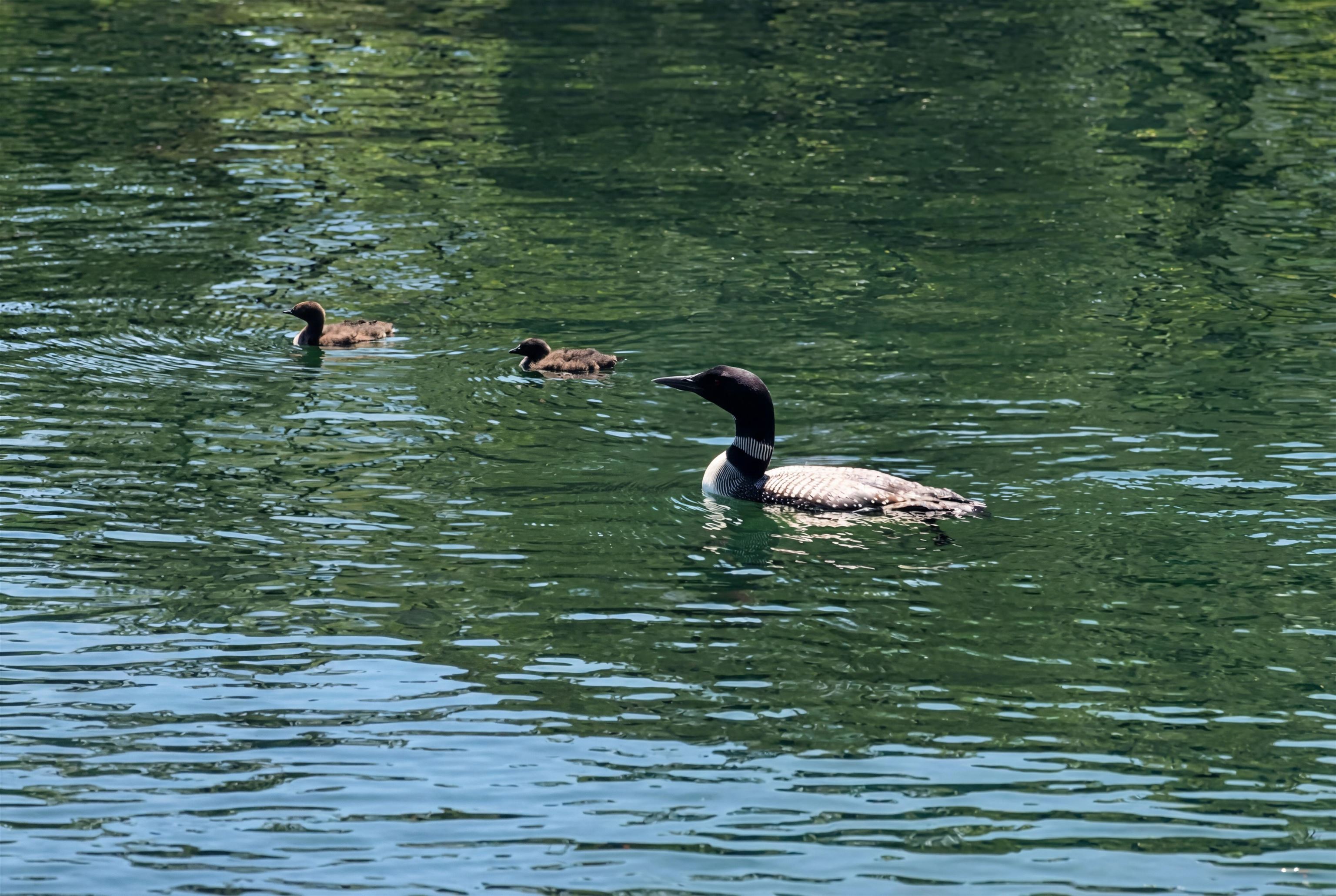 39 North Shore Rd, New Durham, NH 03855