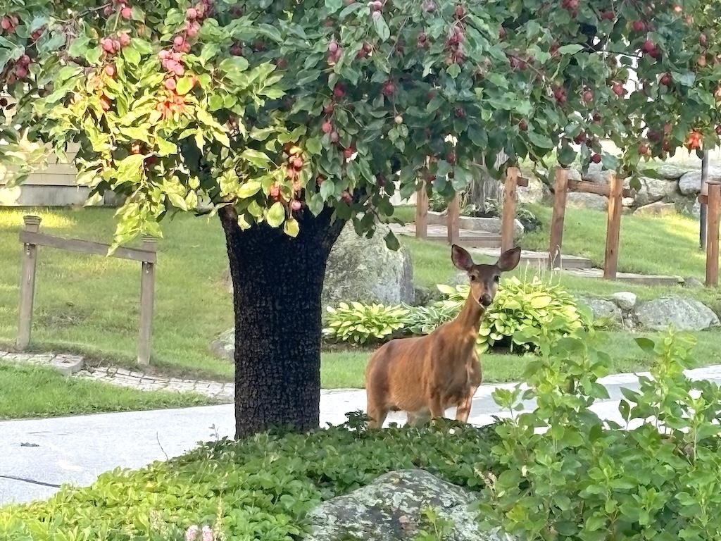 14 Colonial Sq, Peterborough, NH 03458