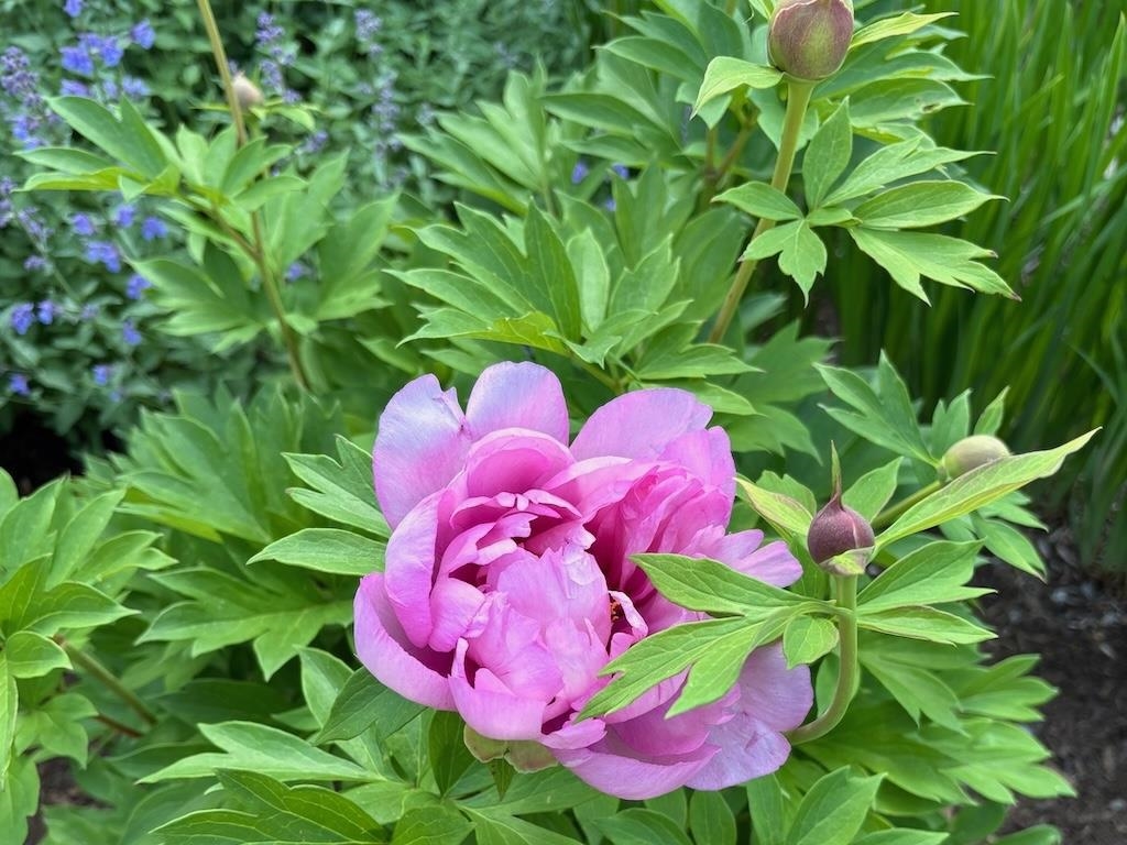 14 Colonial Sq, Peterborough, NH 03458