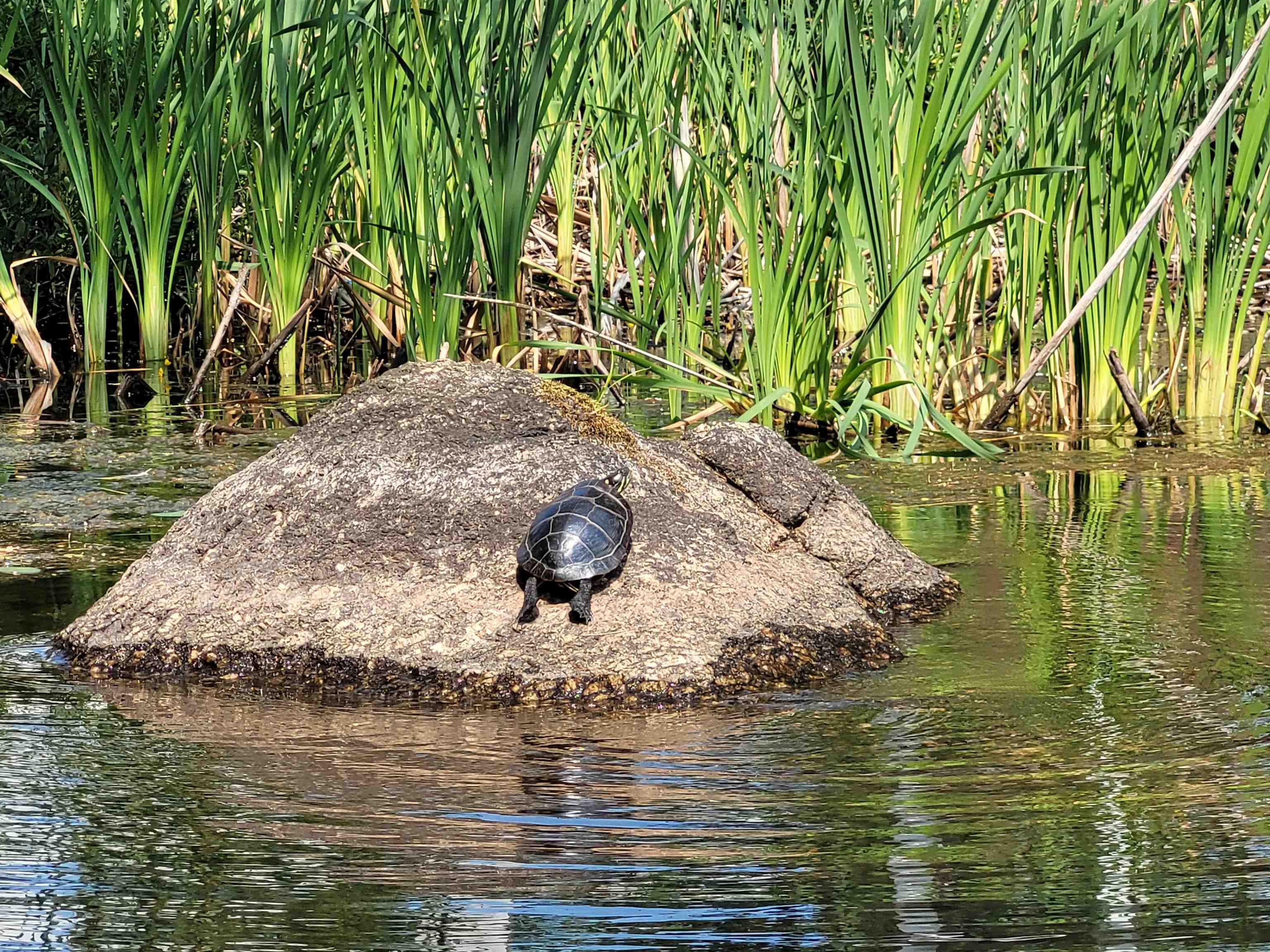 556 Weirs Blvd #1, Laconia, NH 03246