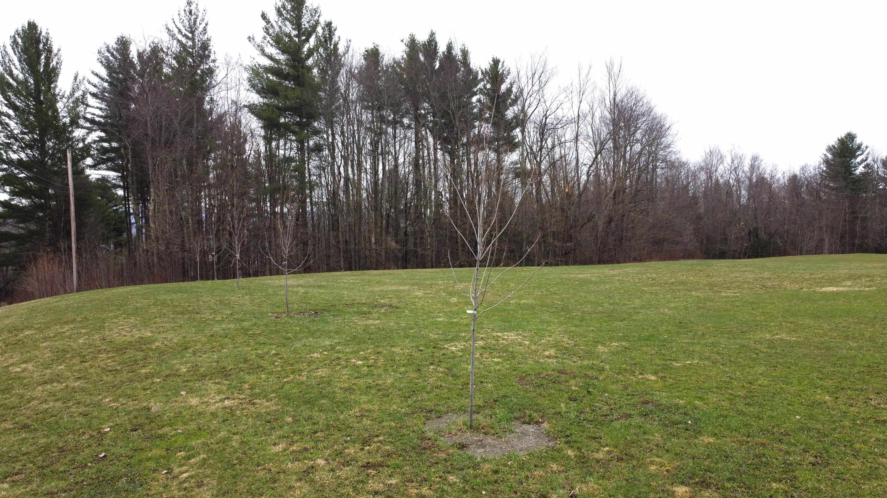   Click for more details  