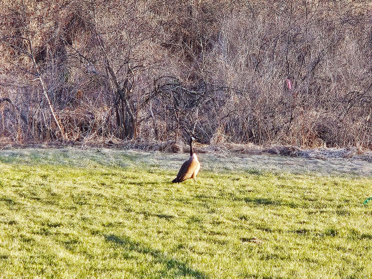 Homes for sale in Bakersfield, VT | Lot 13 Paradis Ln, Bakersfield, VT 05450 | MLS# 5079389
