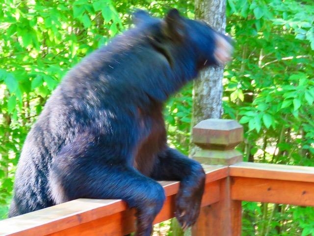 77 Wild Acre Dr, Washington, NH 03280