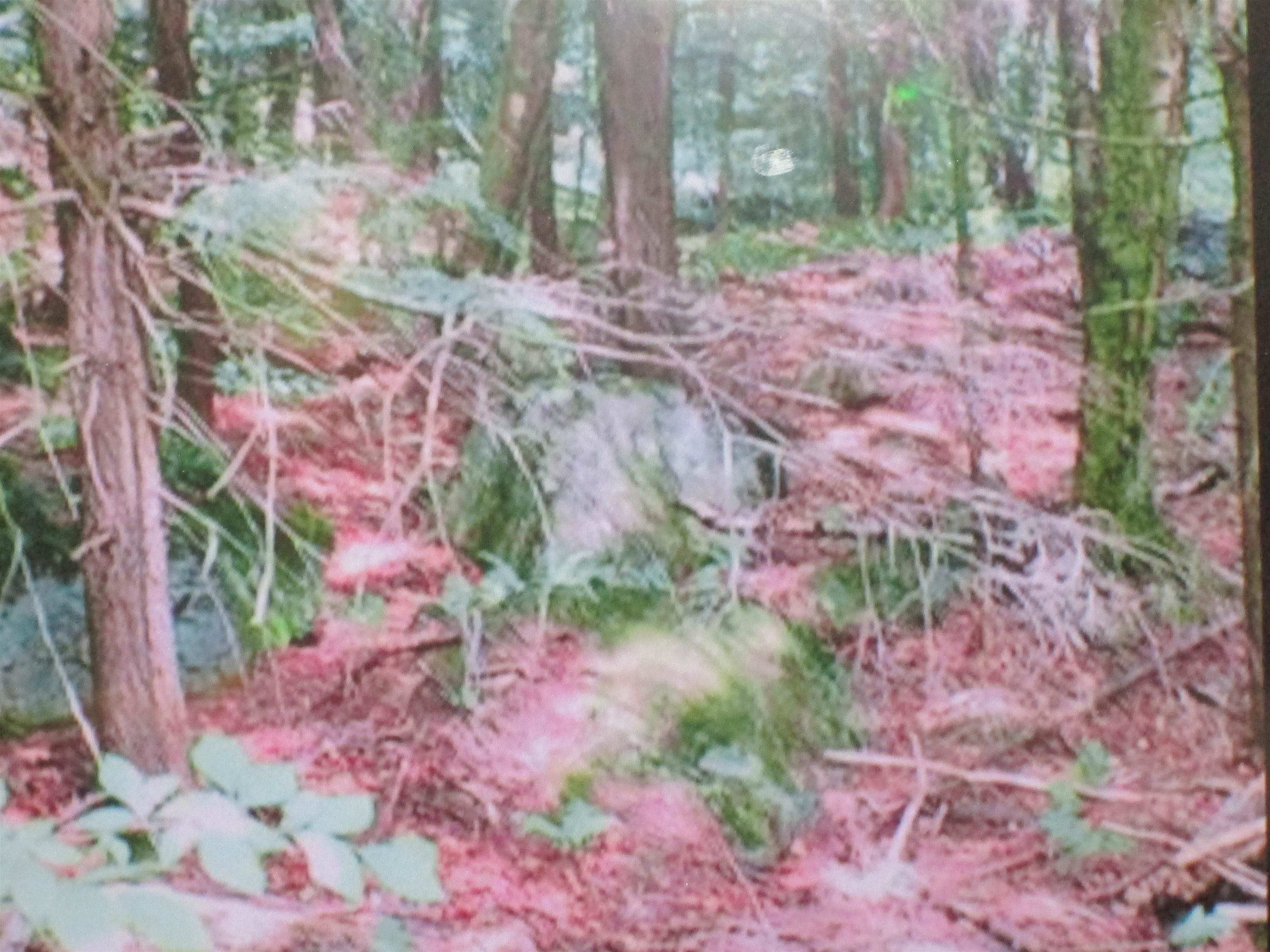 107-11.1 Wood Lot Ln, Stoddard, NH 03464