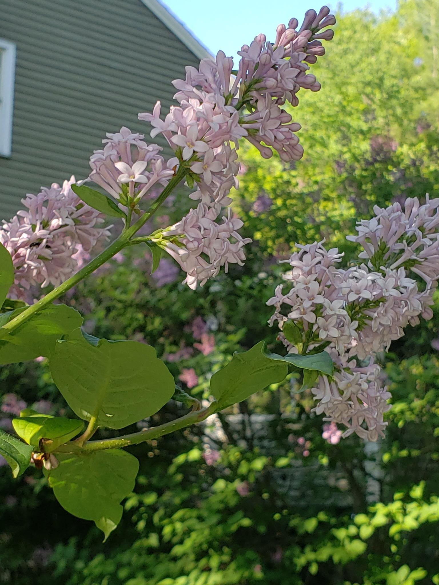 71 Deerwood Hl, Chester, NH 03036