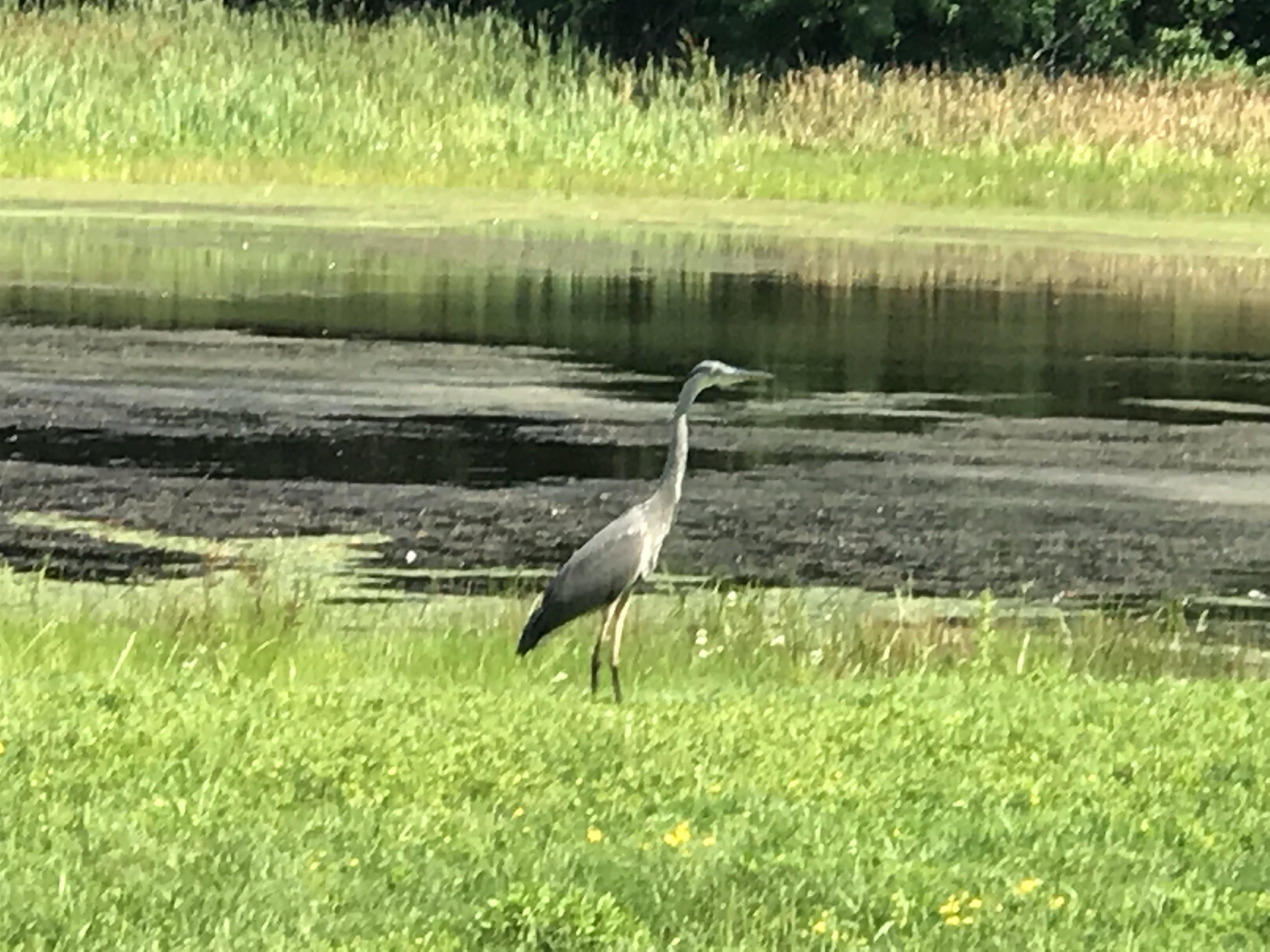 10 Heron Way, Stratham, NH 03885