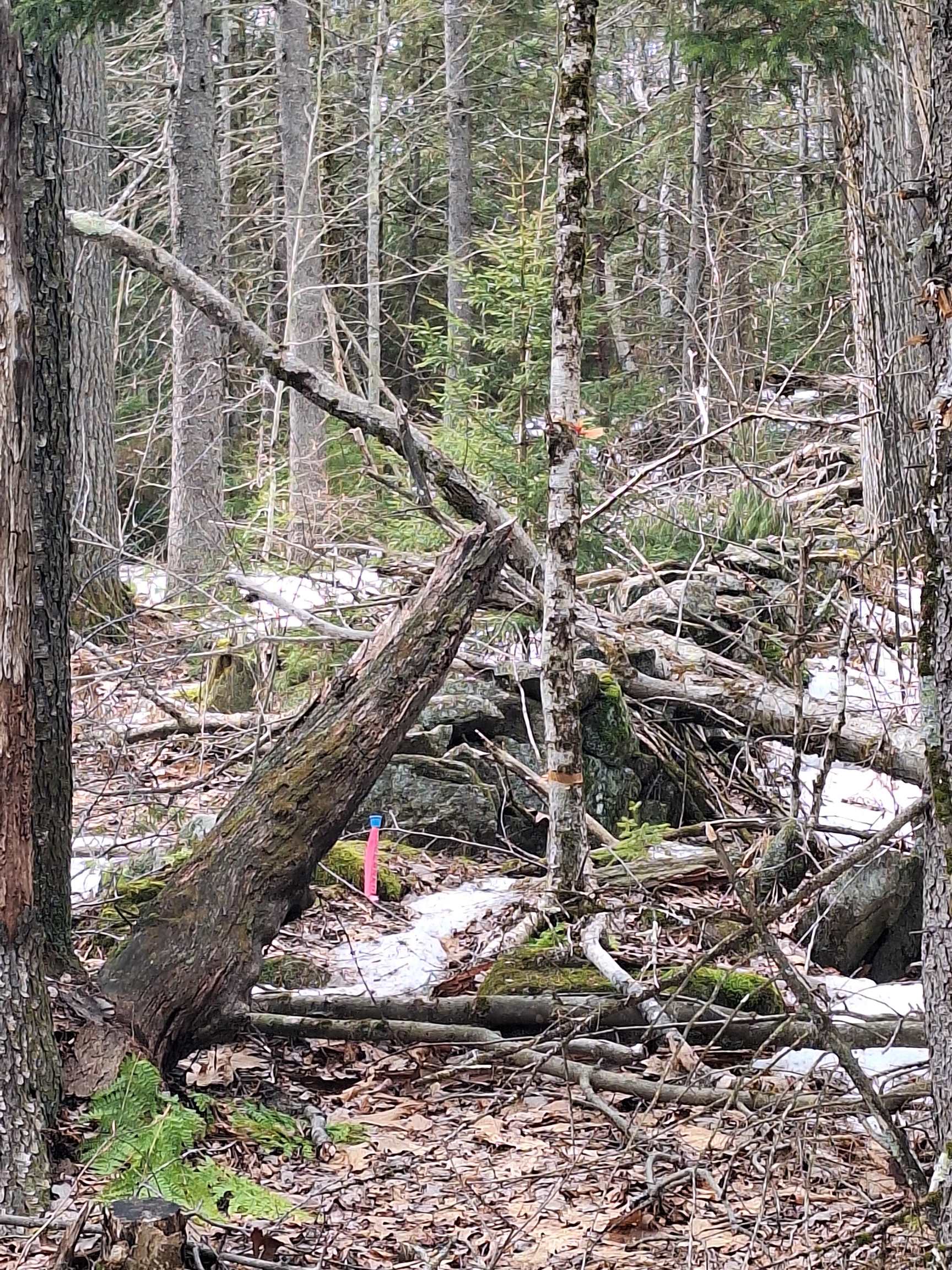 00 Rogers Rd, Alstead, NH 03602