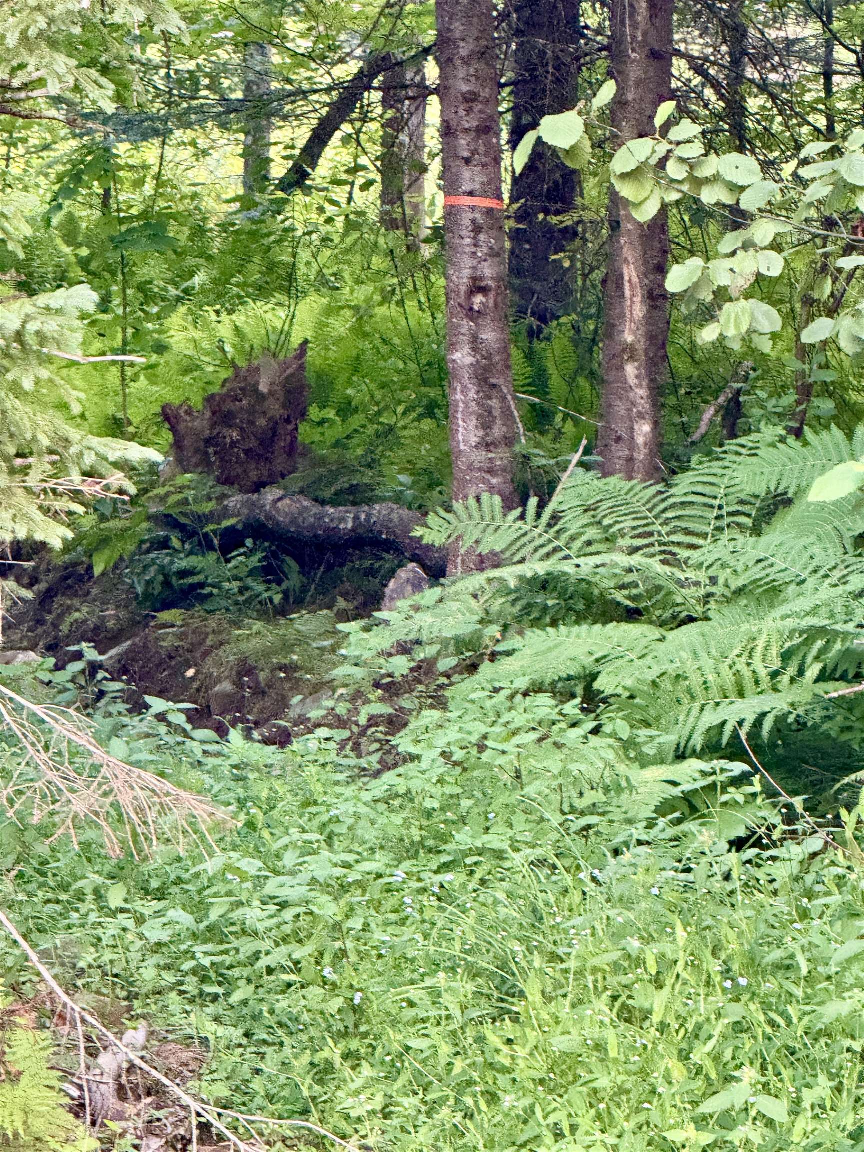 53 Pleasant Valley Rd, Lancaster, NH 03584