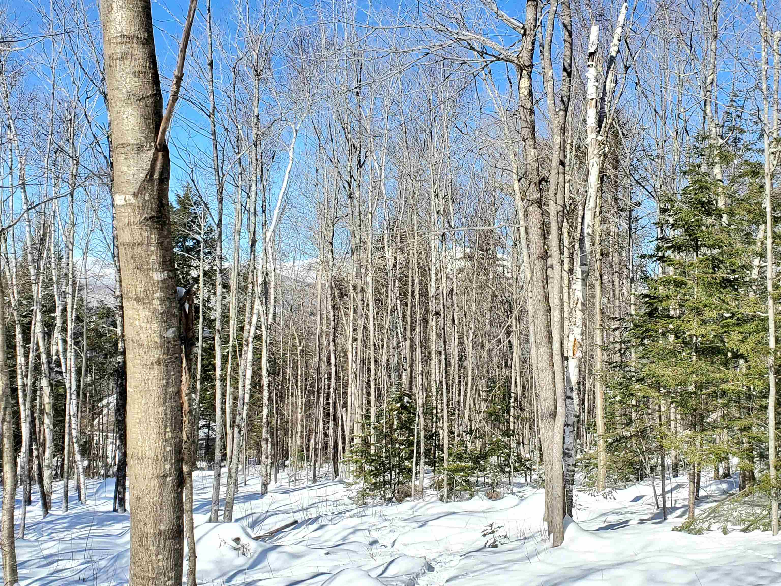 00 Tin Mine Rd, Jackson, NH 03846