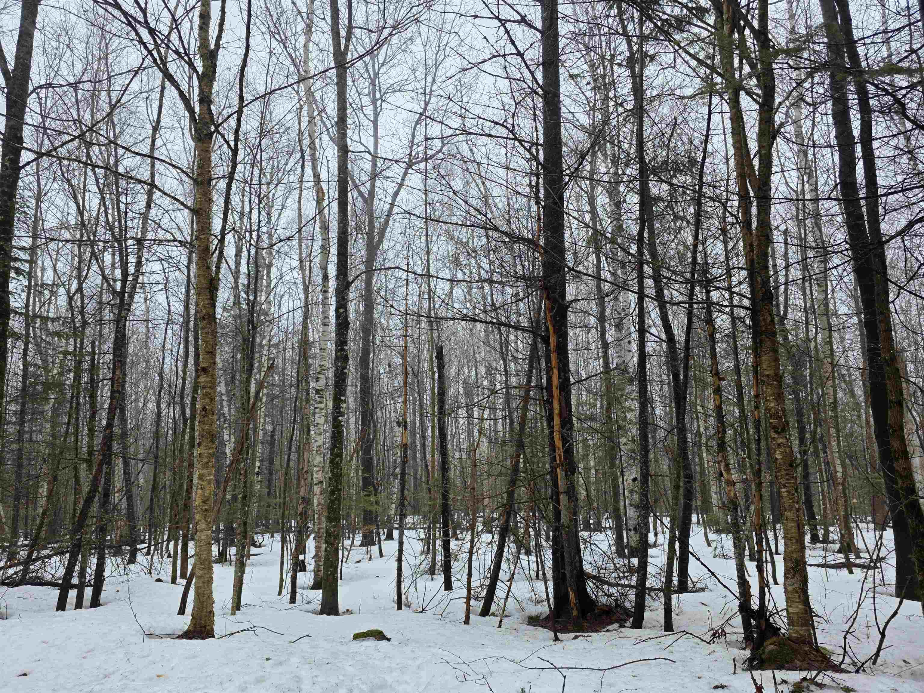 1500 Allard Hill Road