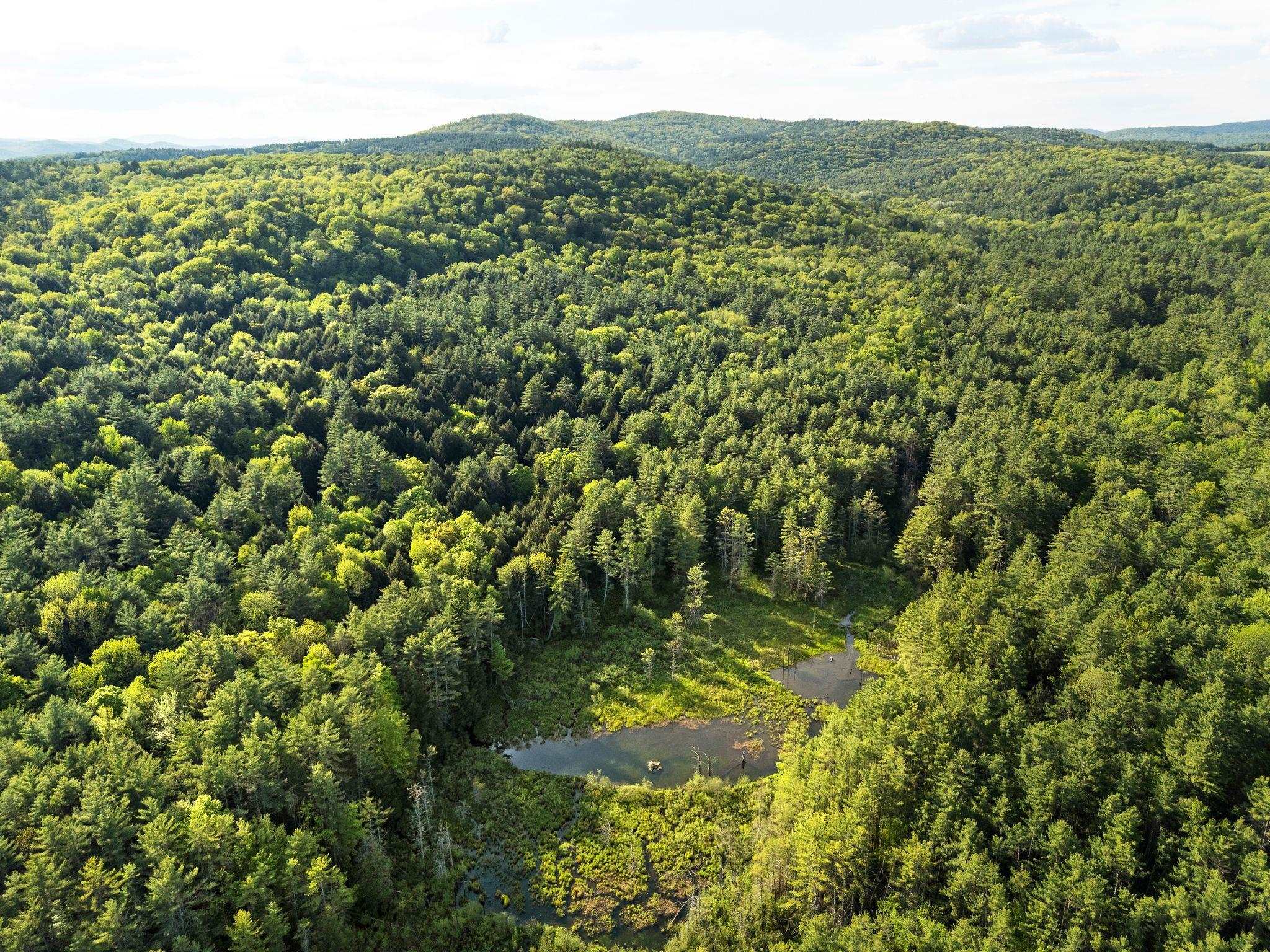 View of wetland spring area