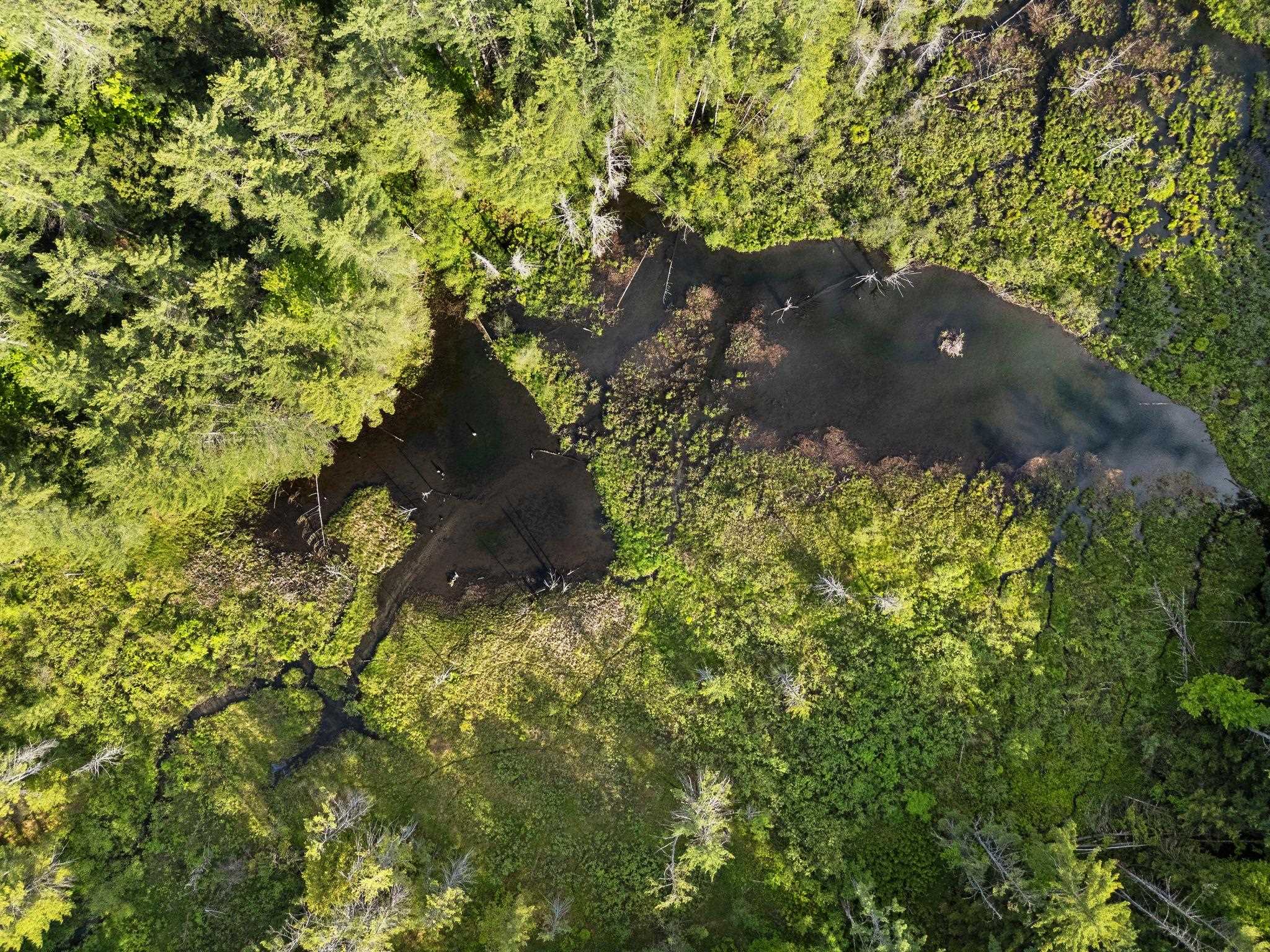 Natural pond with beaver house