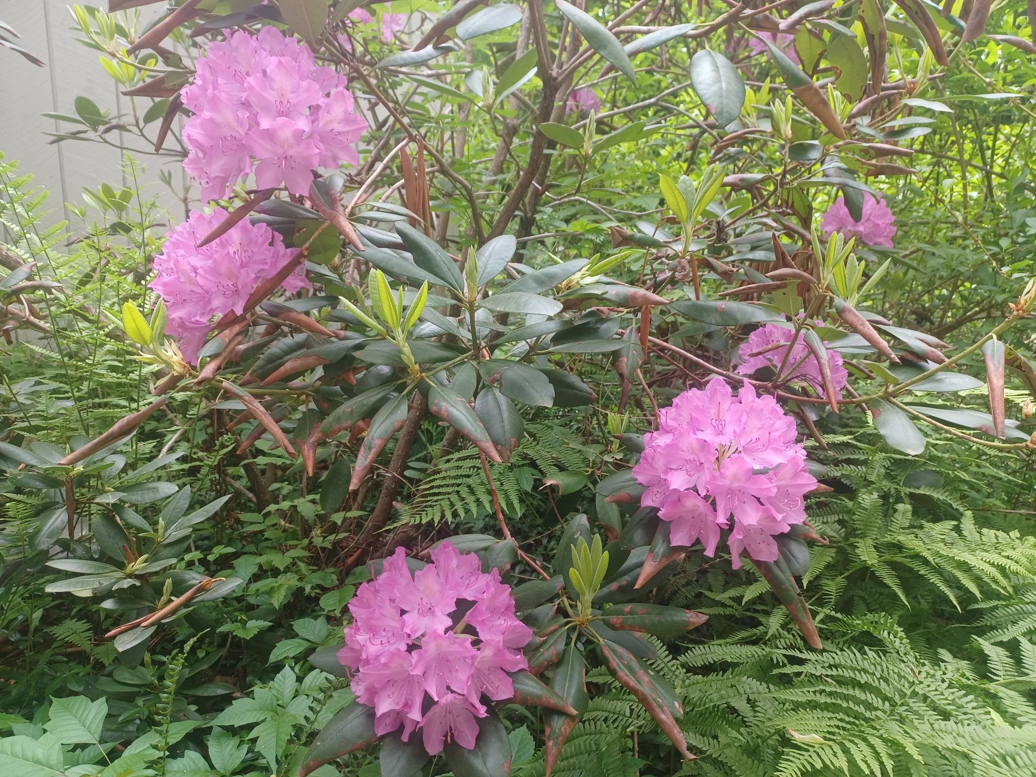 52 Mason Rd, Brookline, NH 03033