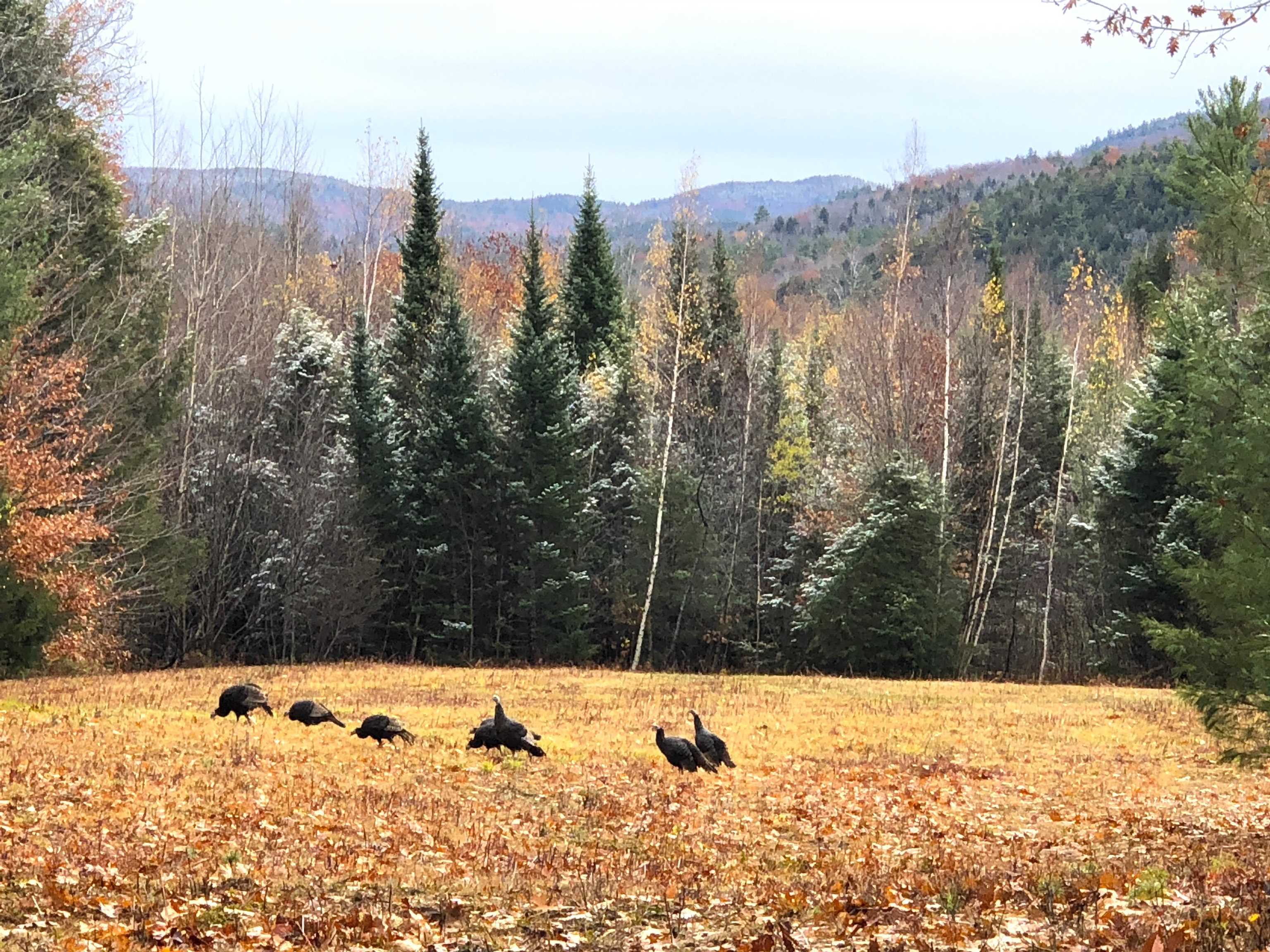 0 Page Rd, Campton, NH 03223