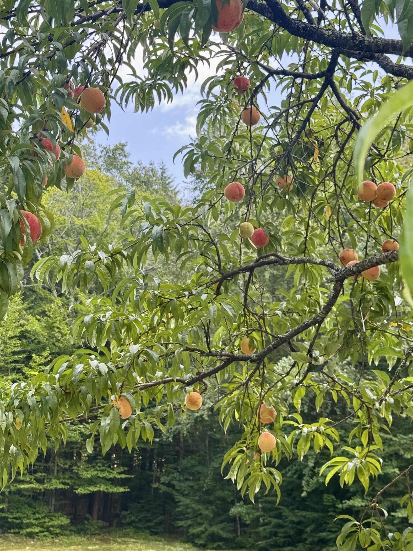 15 Wheeler Rd, Bow, NH 03304