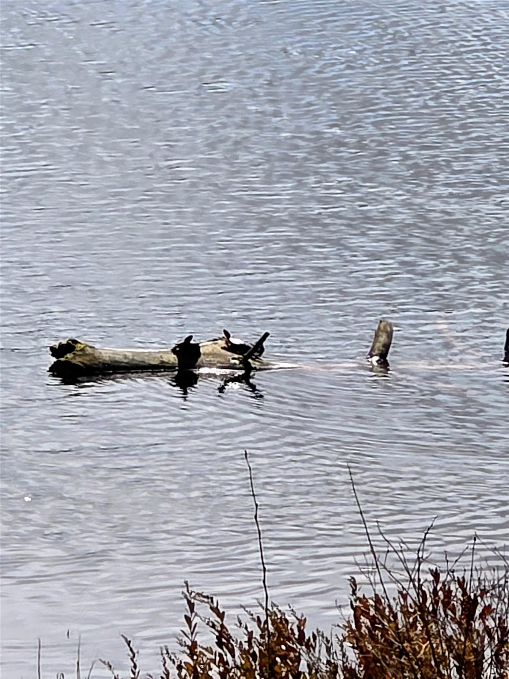 watch the turtles bask in the sunshine