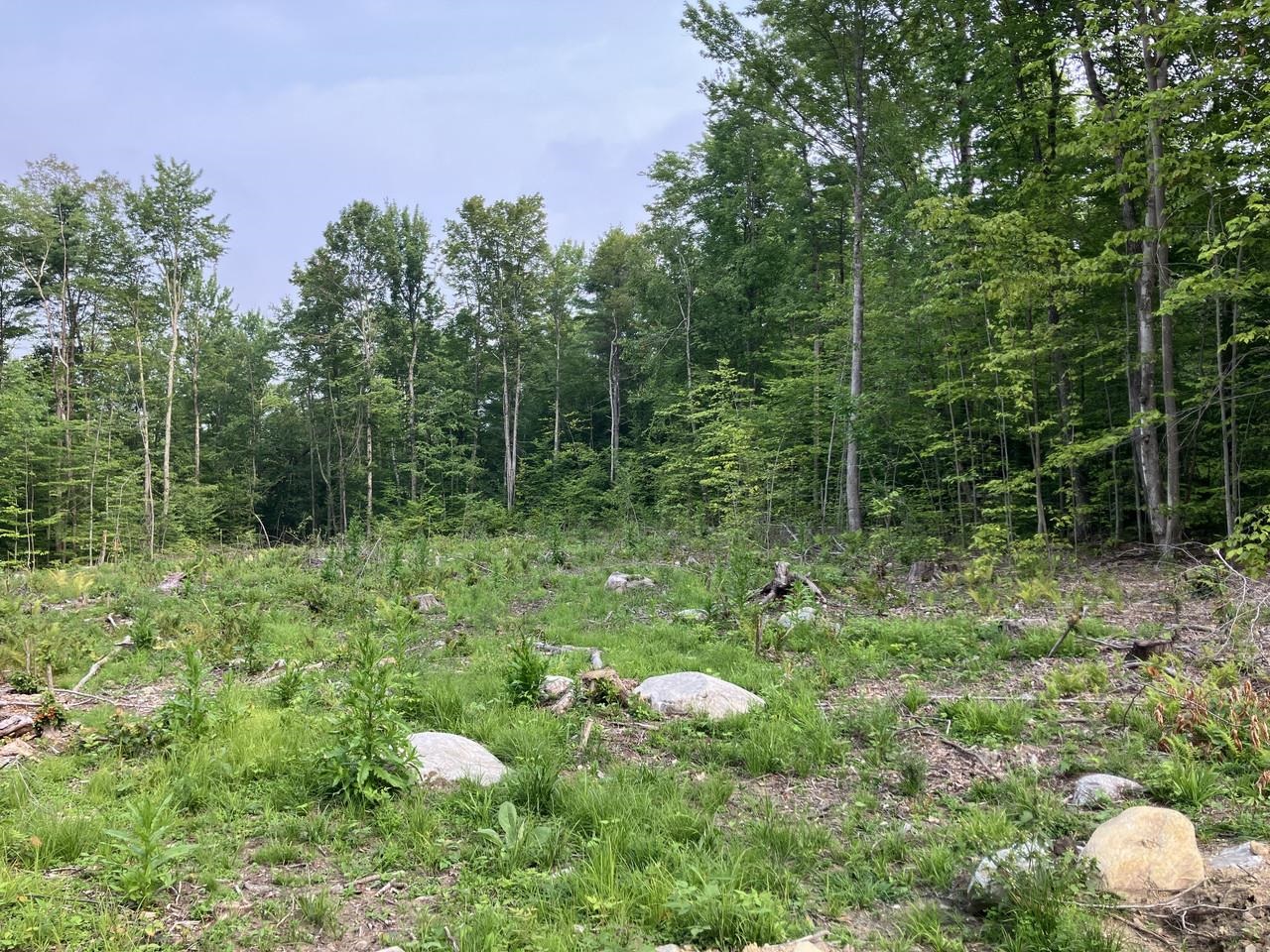 Potential south/west views